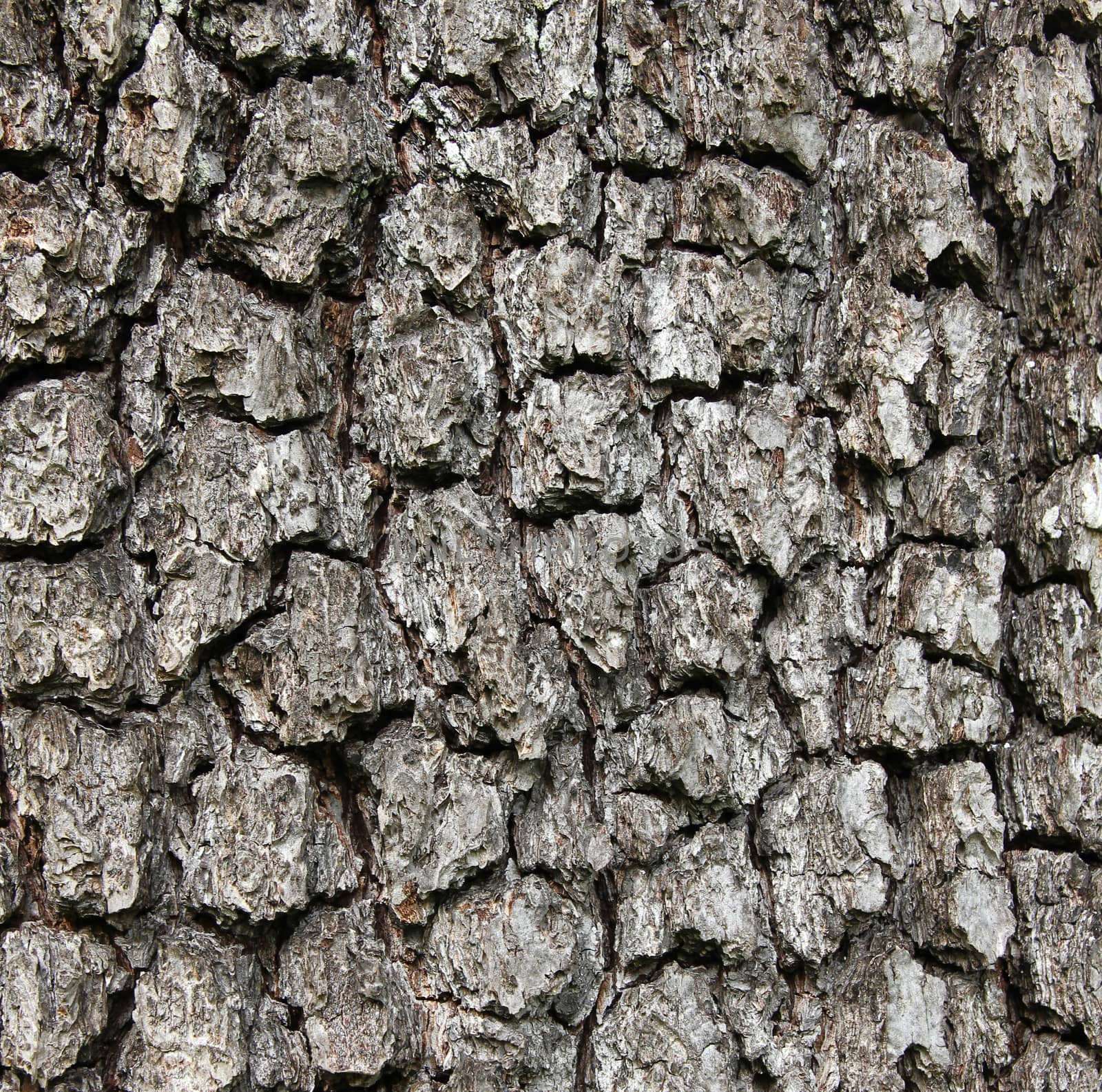 Apple tree bark texture as background  by oxanatravel