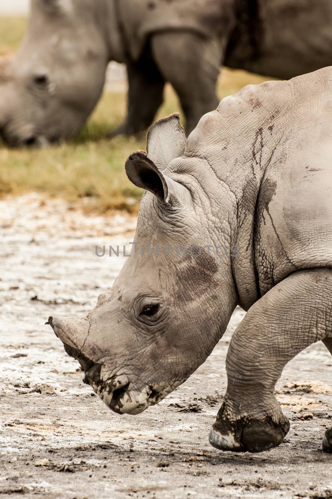 Young White Rhino Walking by JFJacobsz