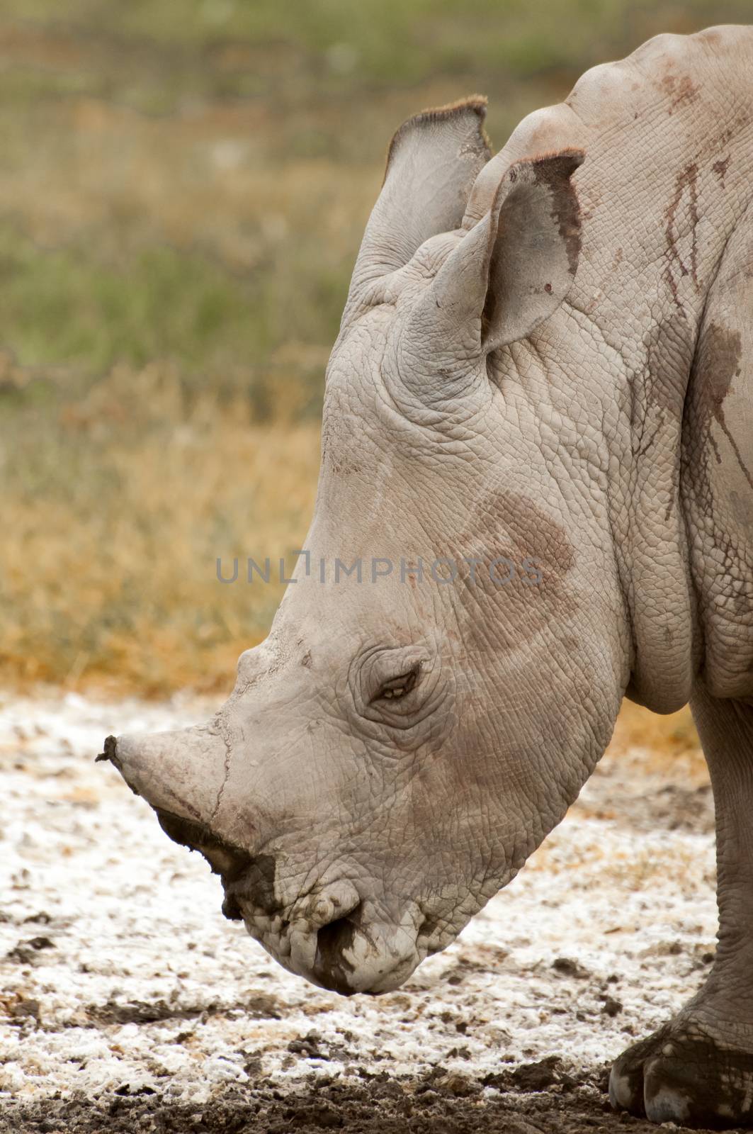 A very young White Rhinocores at Lake Nakuru.