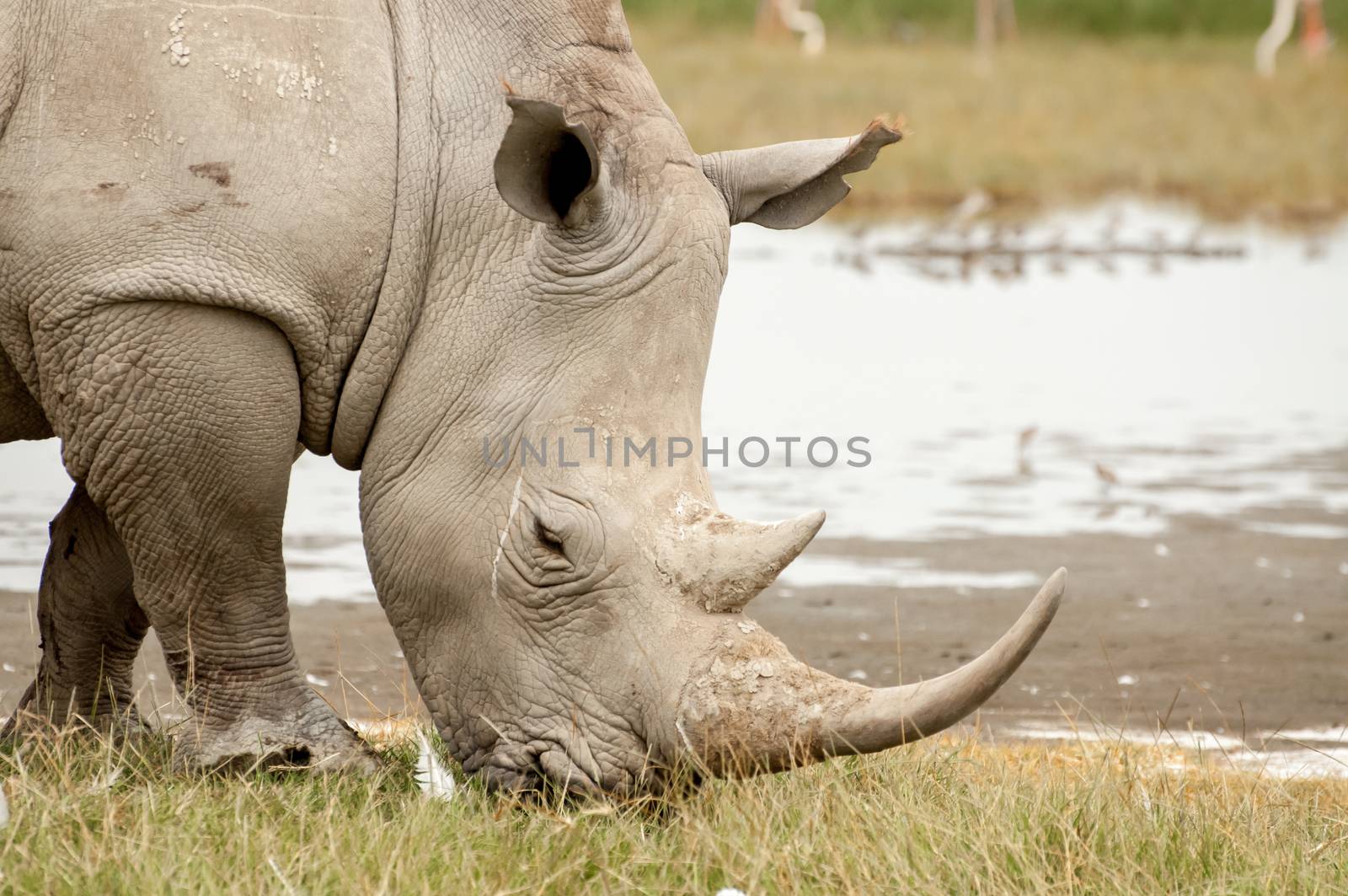 A White Rhinocores grazes on grass nearby the lake.