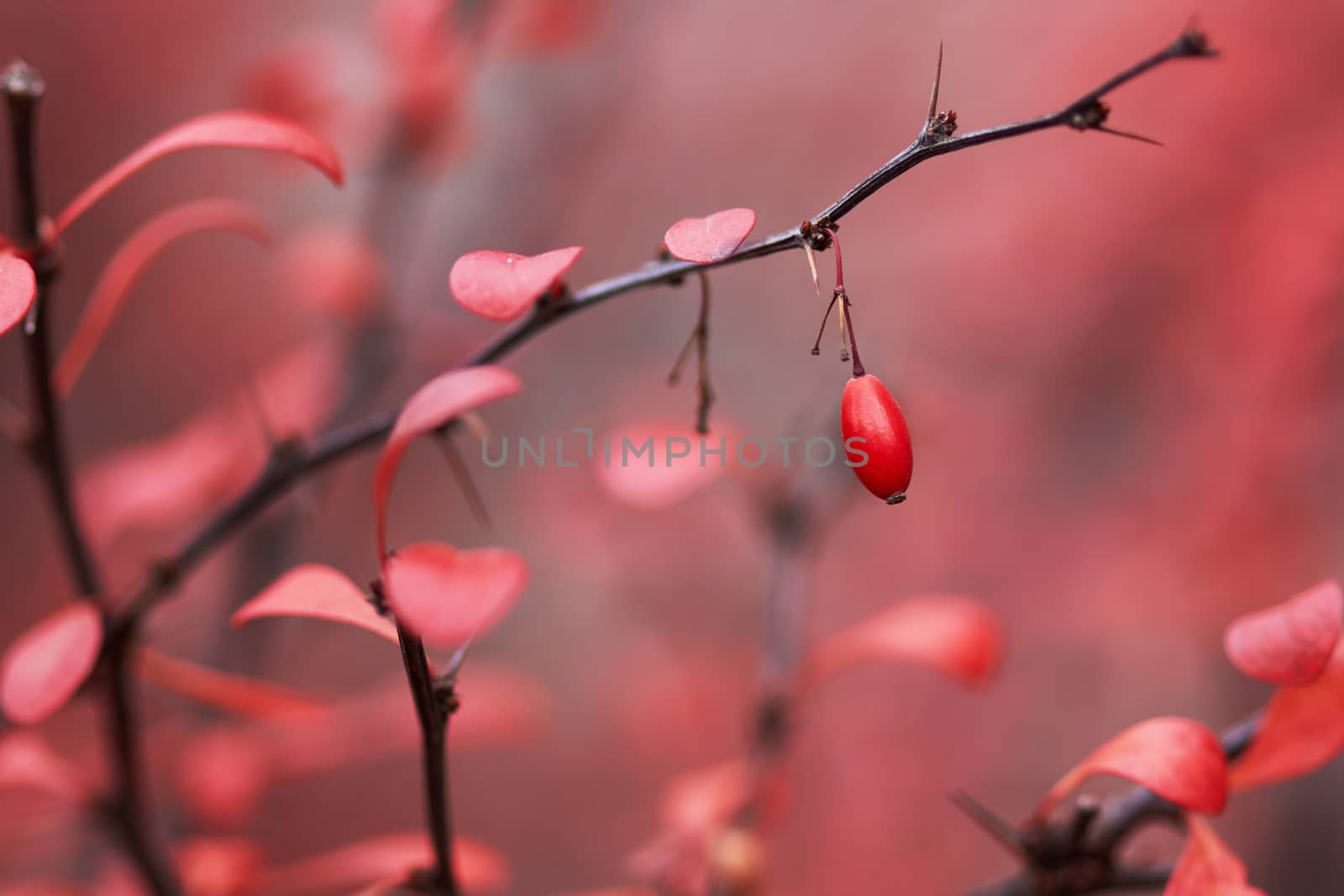 Barberry berries in autumn garden in October                               