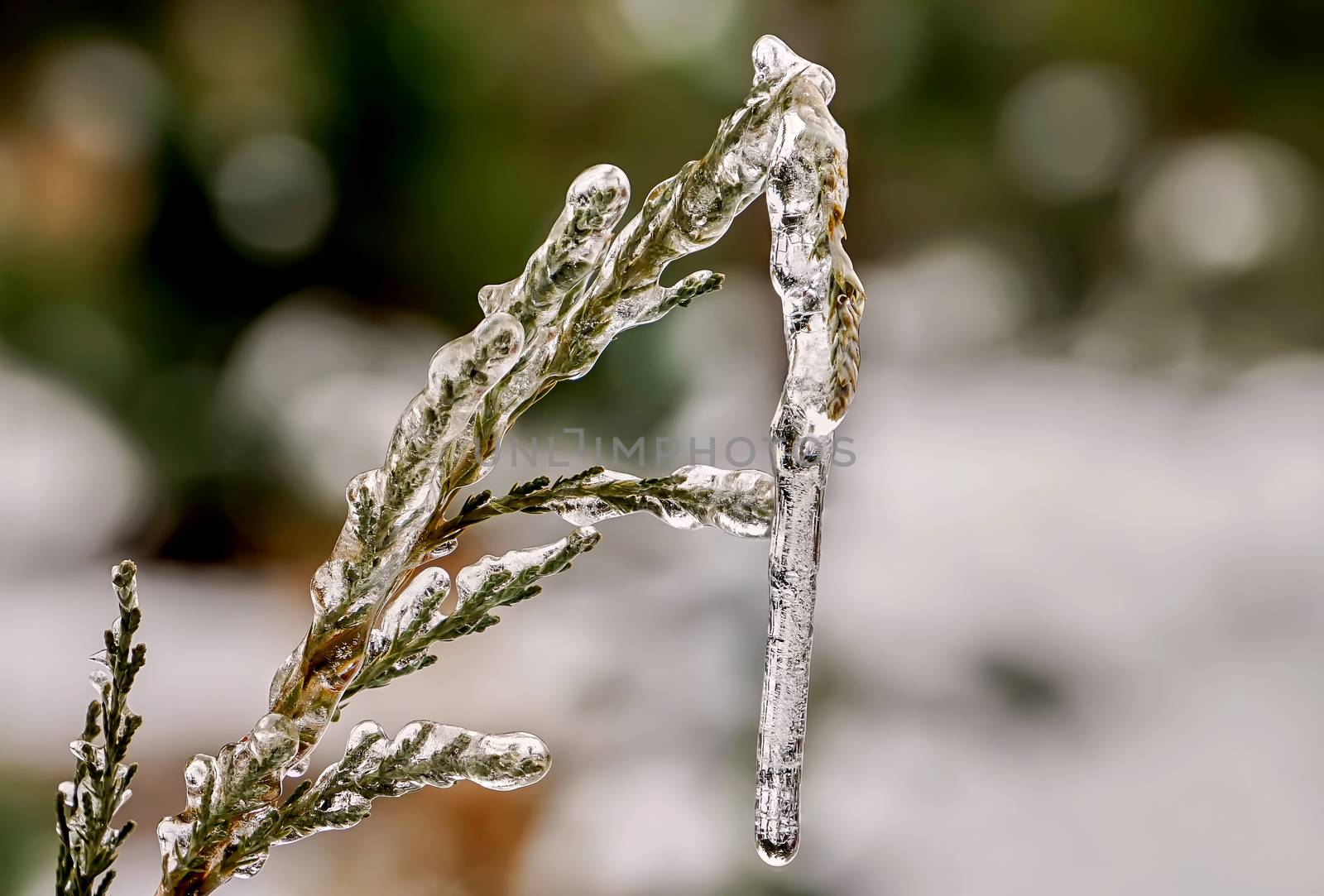 Big icicle on a branch of a juniper in January