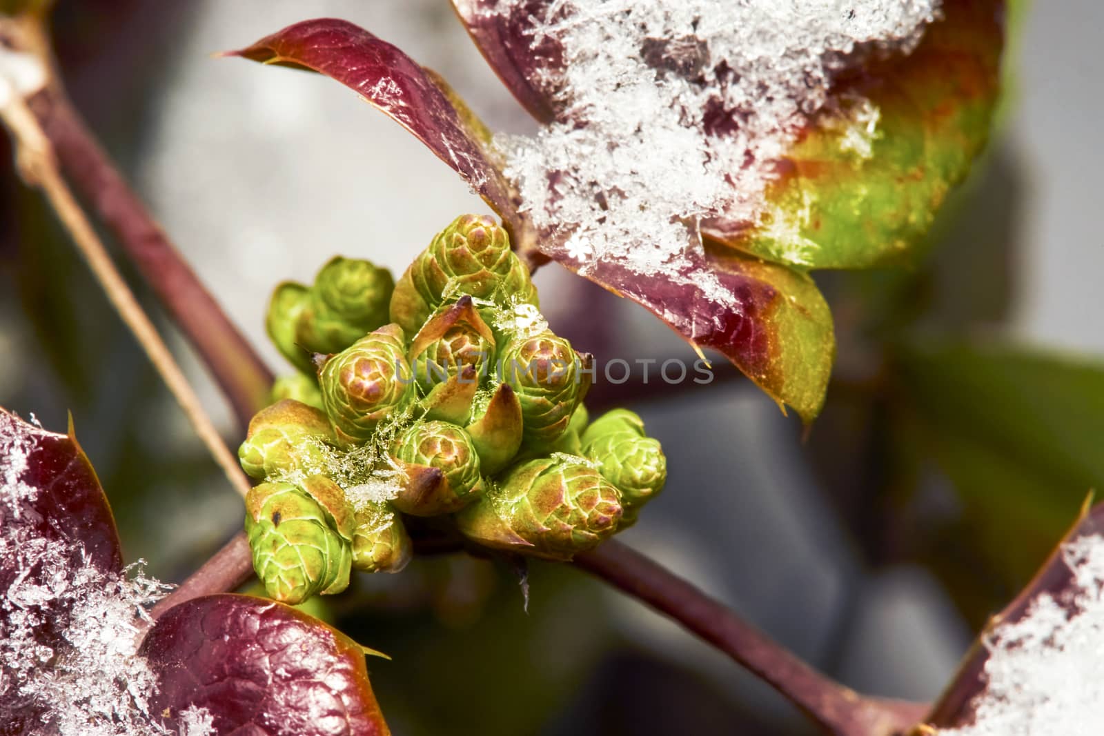 Mahonia shrub with red leaves and green buds covered with snow
