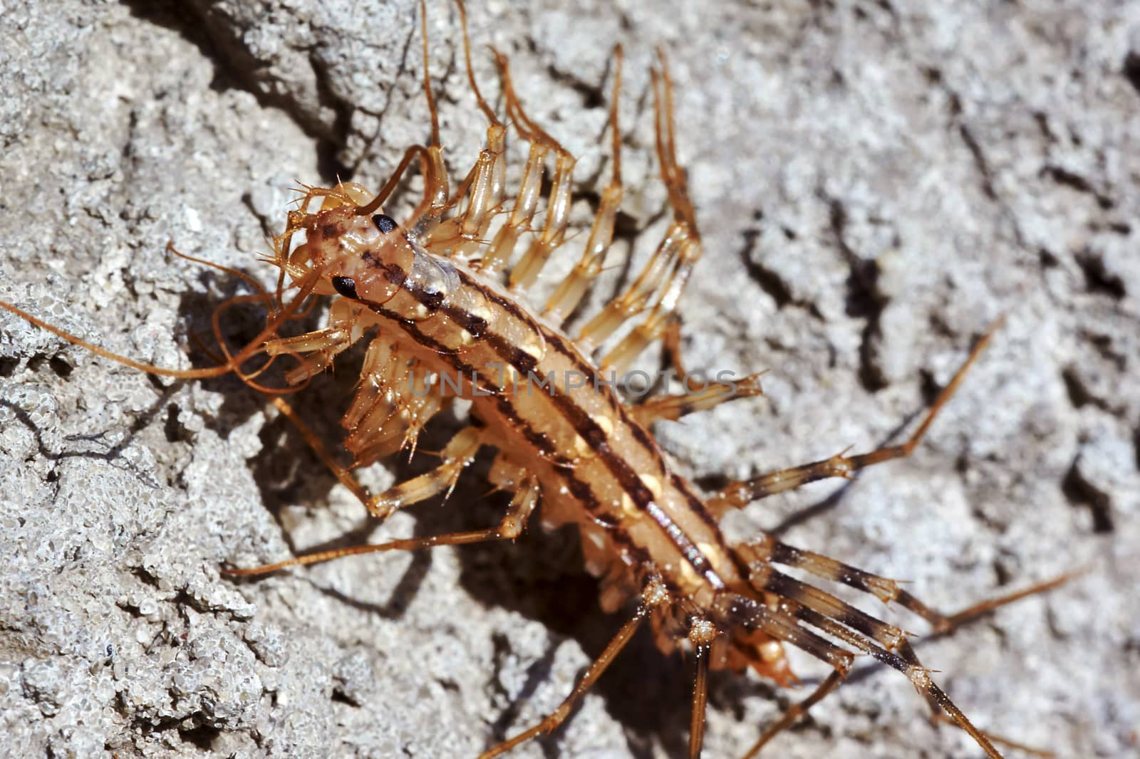 Centipede crawling on the wall a hot summer day