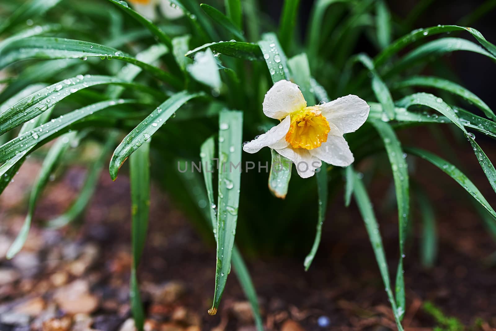 Narcis flower with rain drops in the summer garden