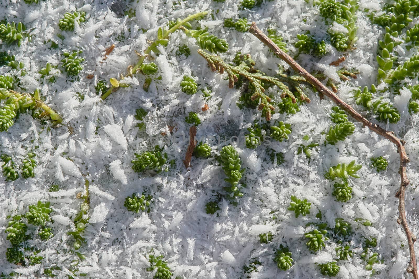 Frozen snow fell on the ground with green grass