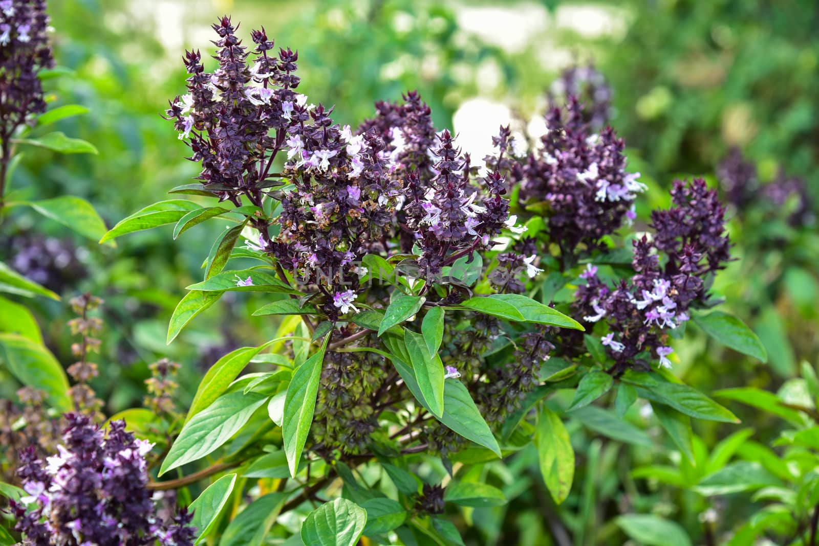 Fresh basil and blossom in the plantation
