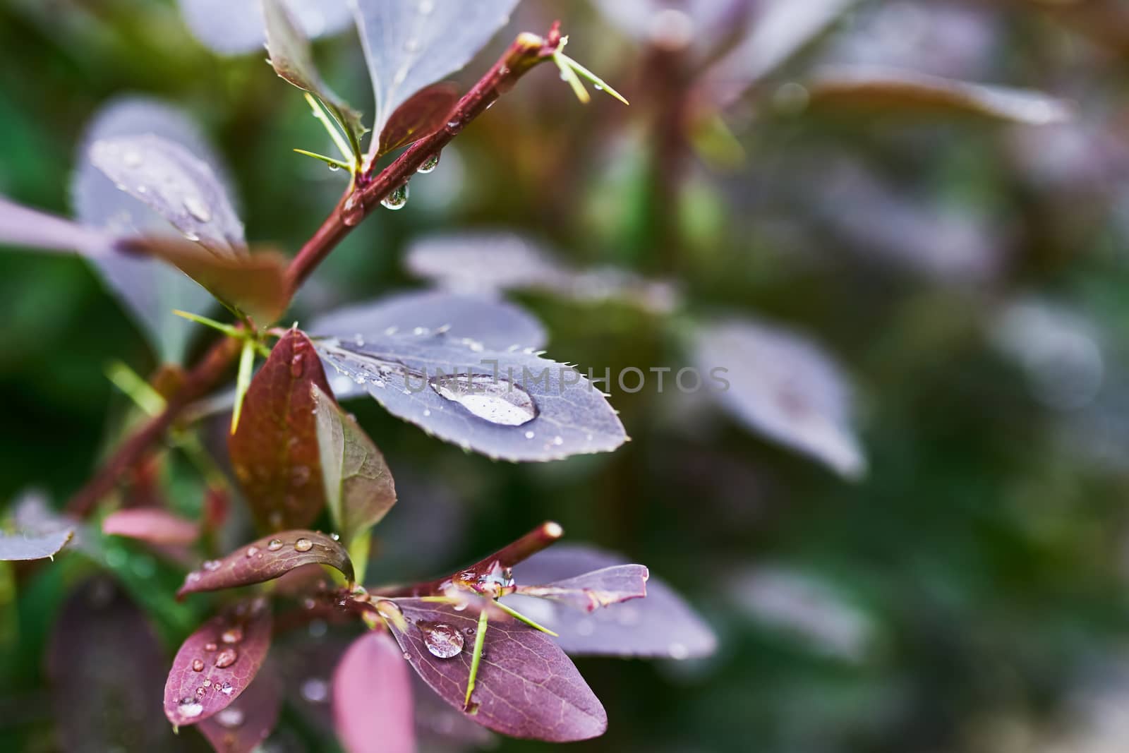  Barberry branch with drops after rain in the garden                              