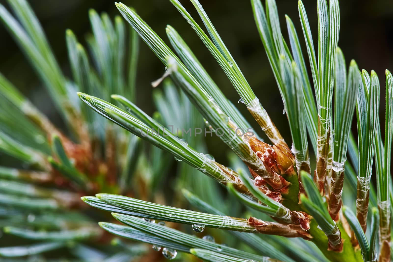 Pine branch with young cones, which made glue                               