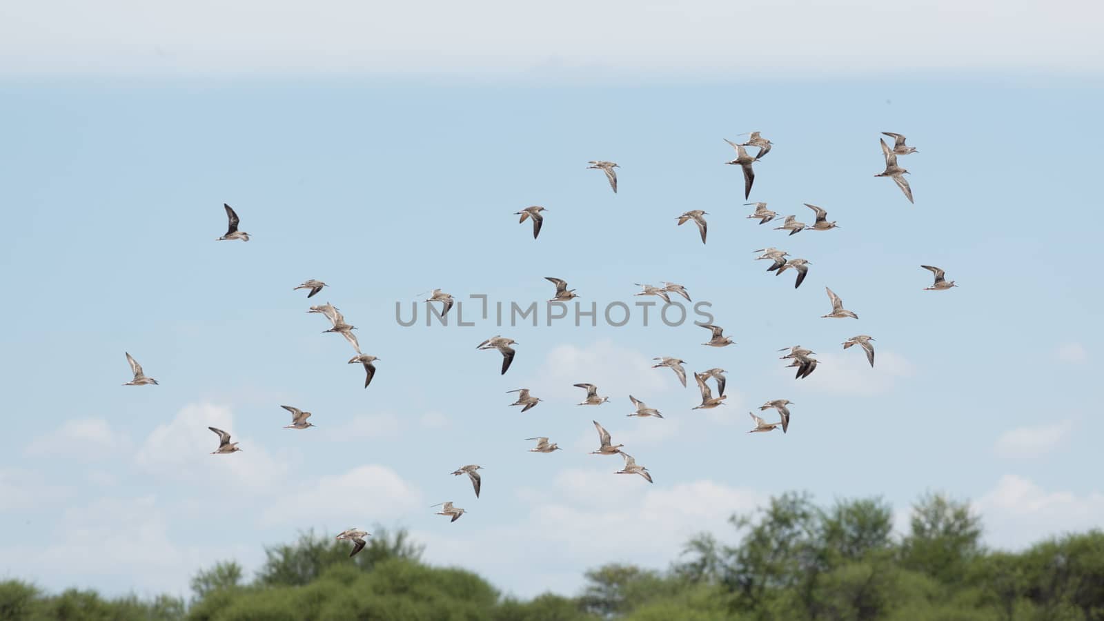 A flock of birds flying high up in the air with its wings spread