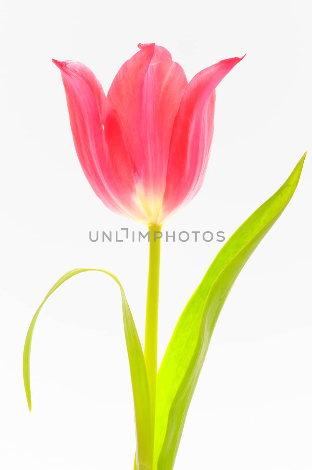 One red tulip isolated on white background