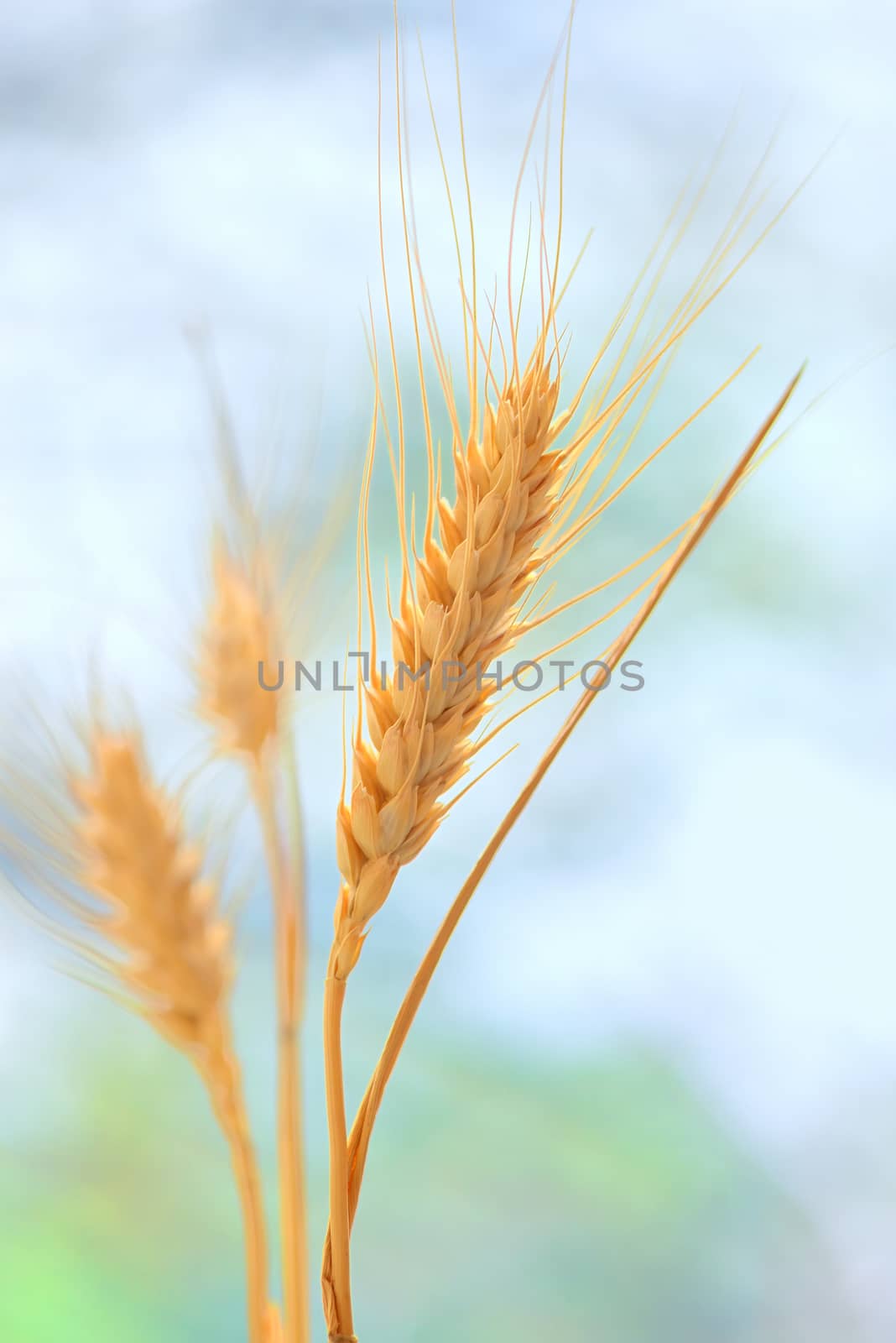 Yellow grain ready for harvest
