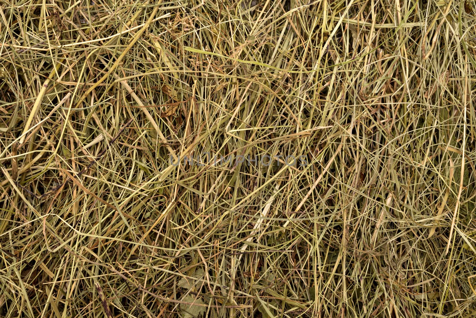 Golden hay texture background close-up