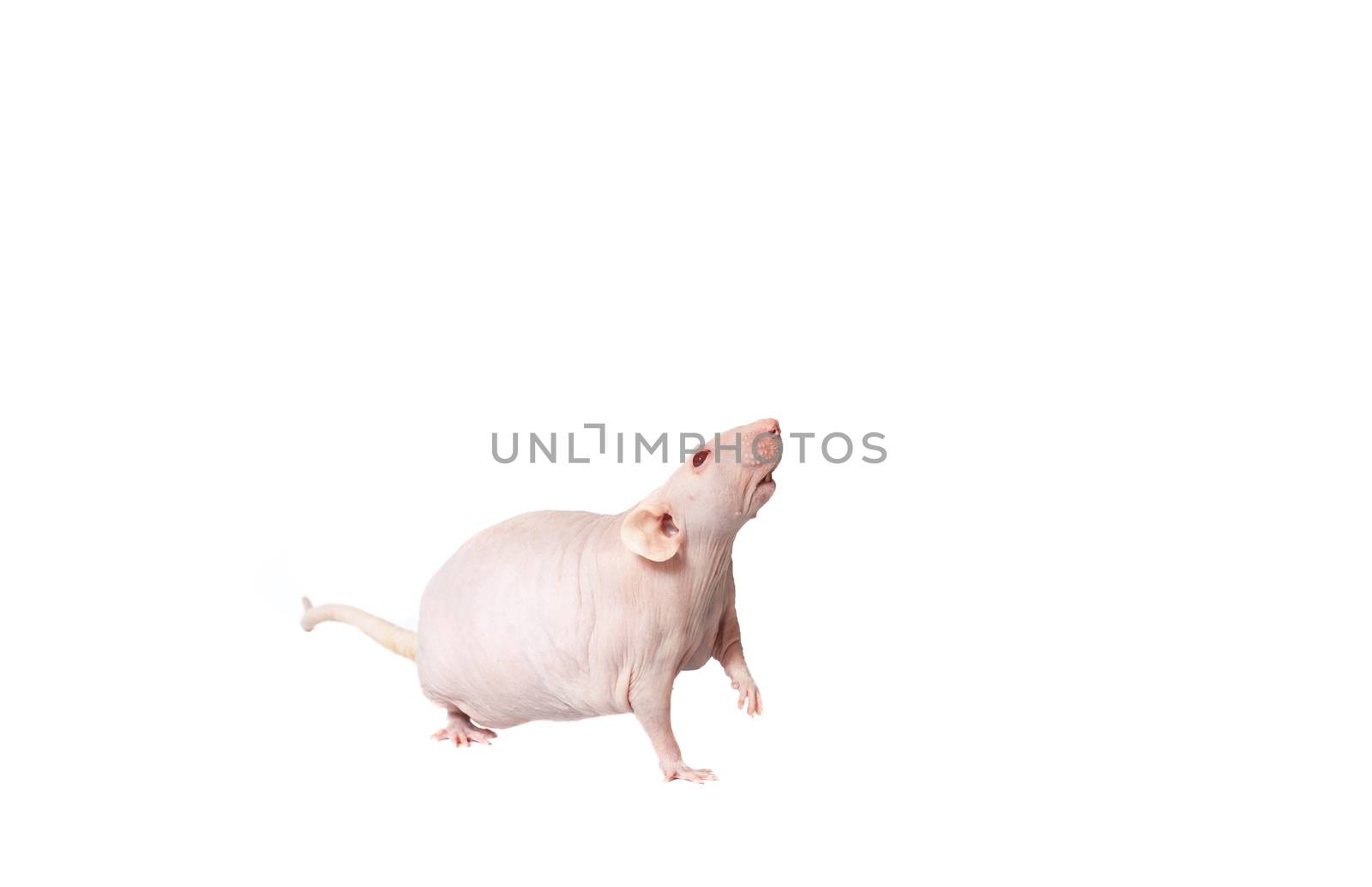 homemade rat on white background isolated