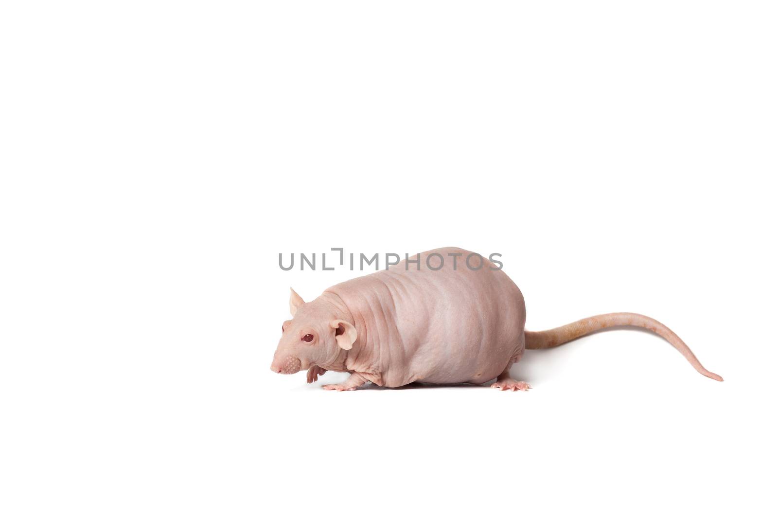 homemade rat on white background isolated