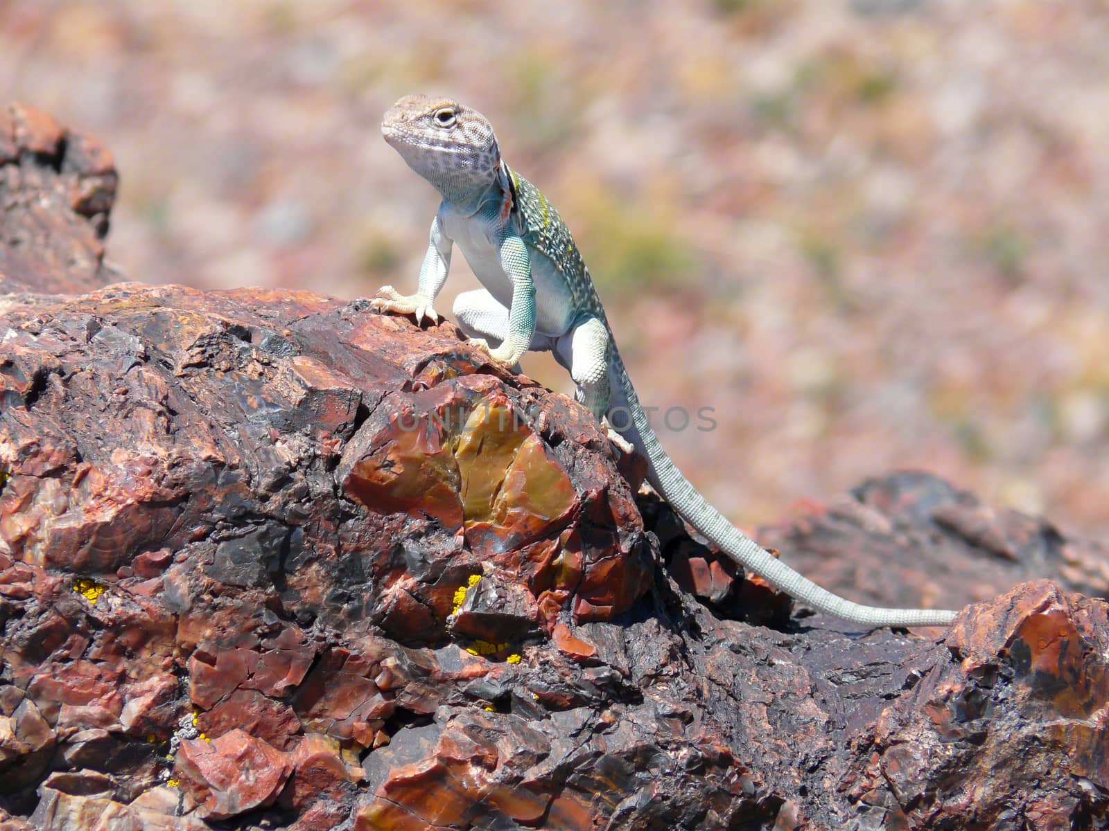 Lizard on petrified wood by wit_gorski