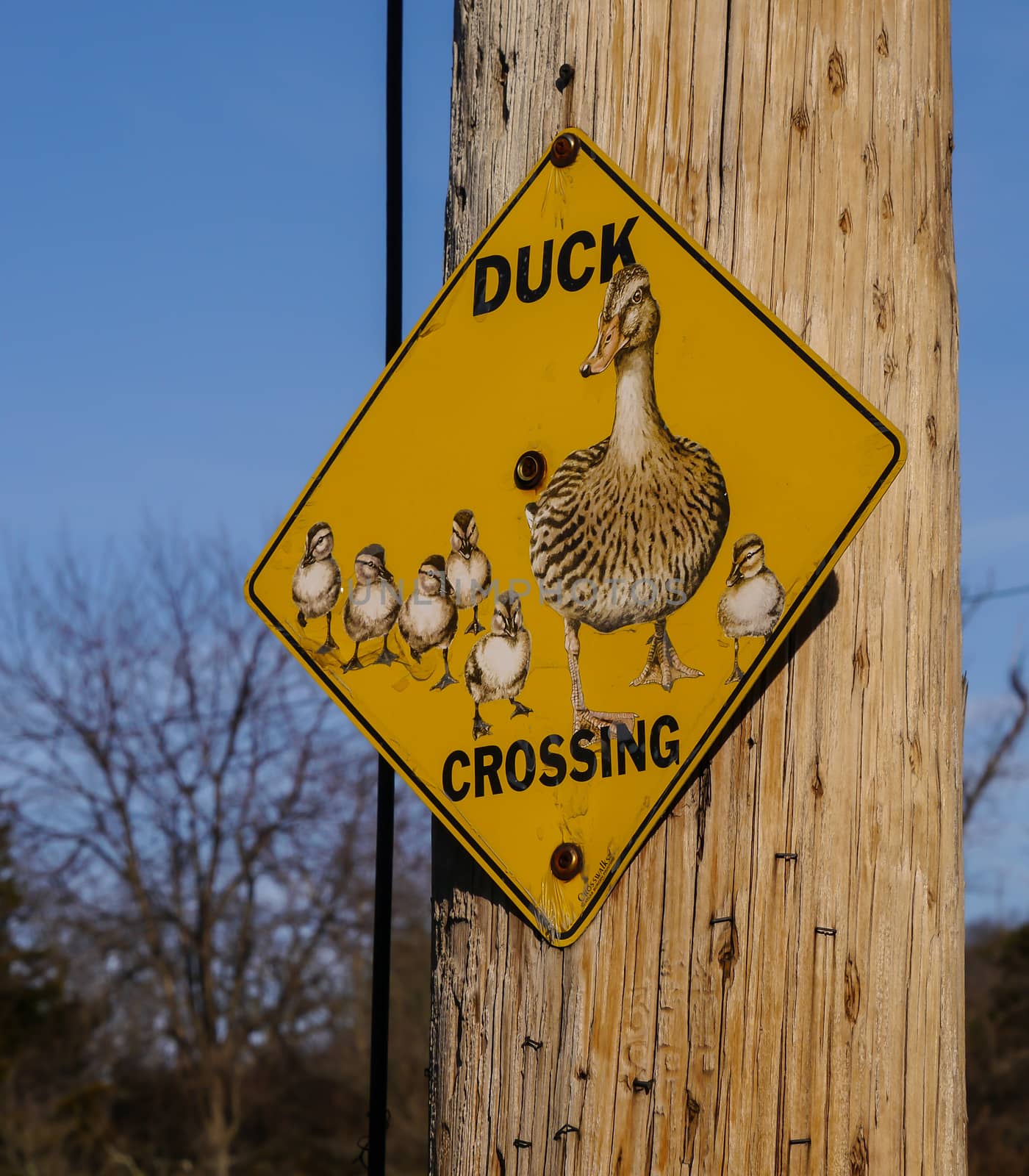 Yellow road sign with ducks