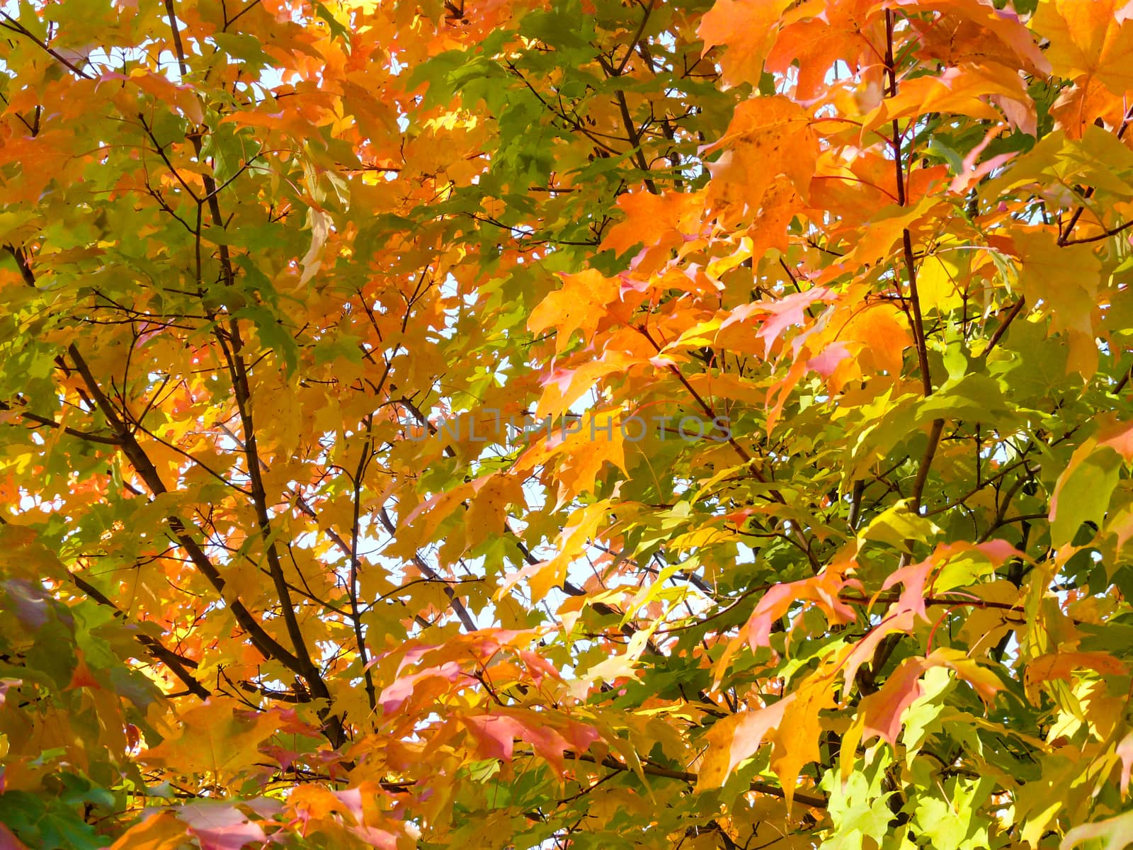 Colorful maple leaves in october sun