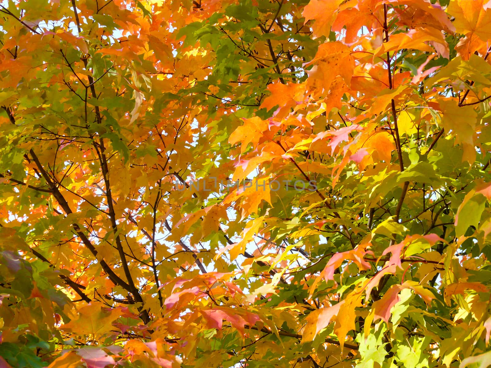 Colorful leaves in sun by wit_gorski