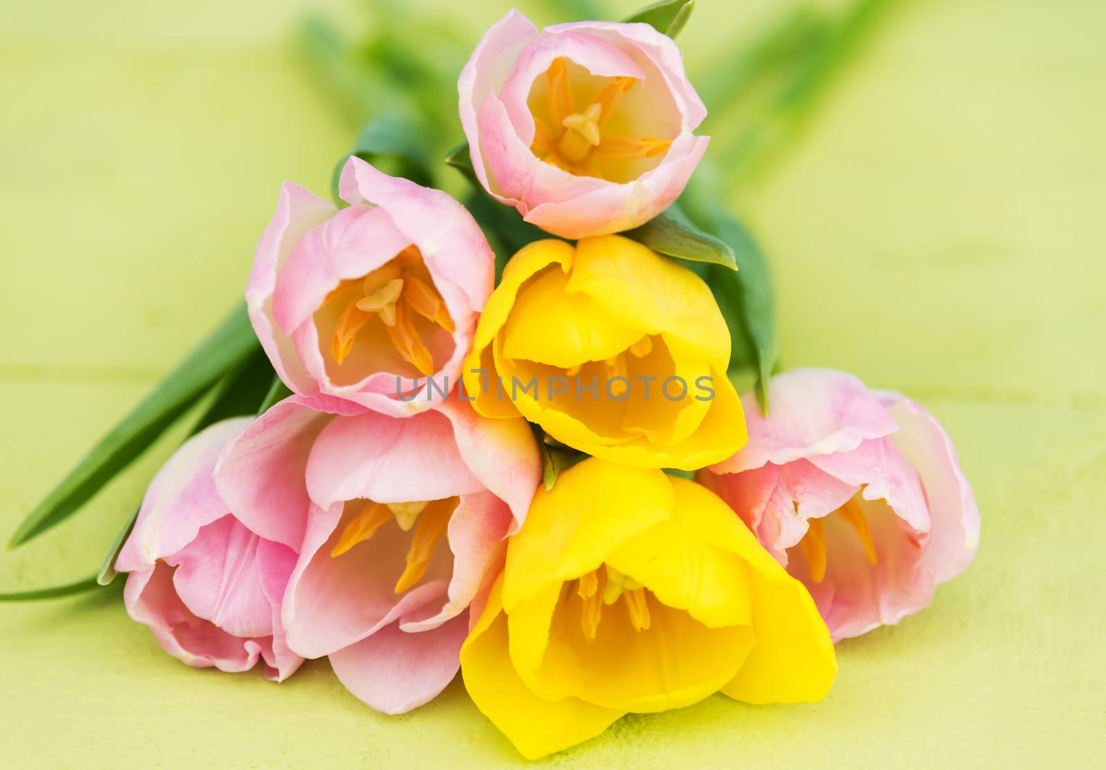 A bouquet of pink and yellow tulips on a pastel green wooden table.
