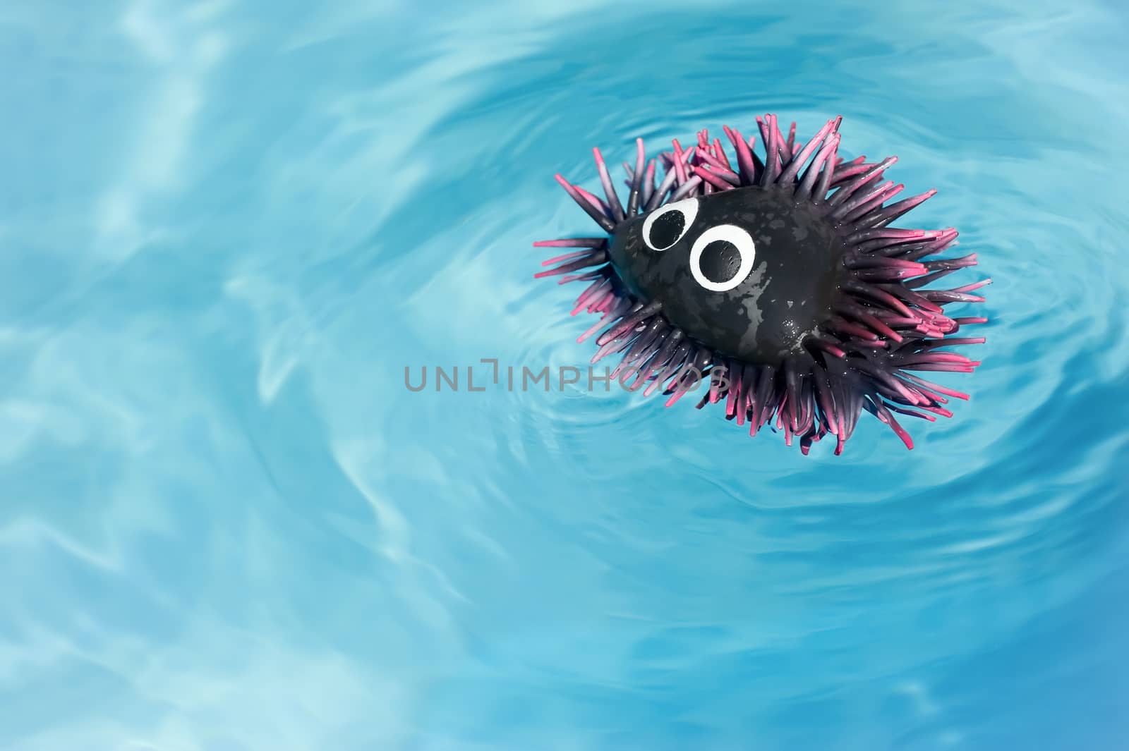 rubber sea urchin toy floating in water