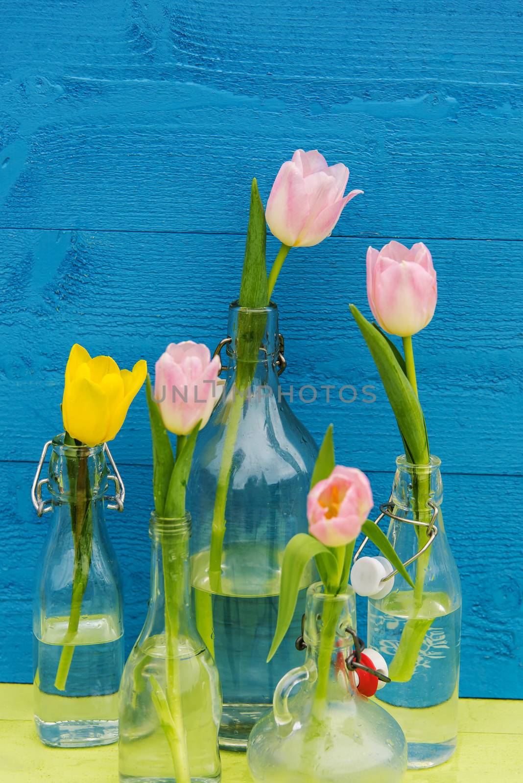 Pink and a yellow tulips in a collection of small glass bottles against a cobalt blue wooden wall. Vertical image
