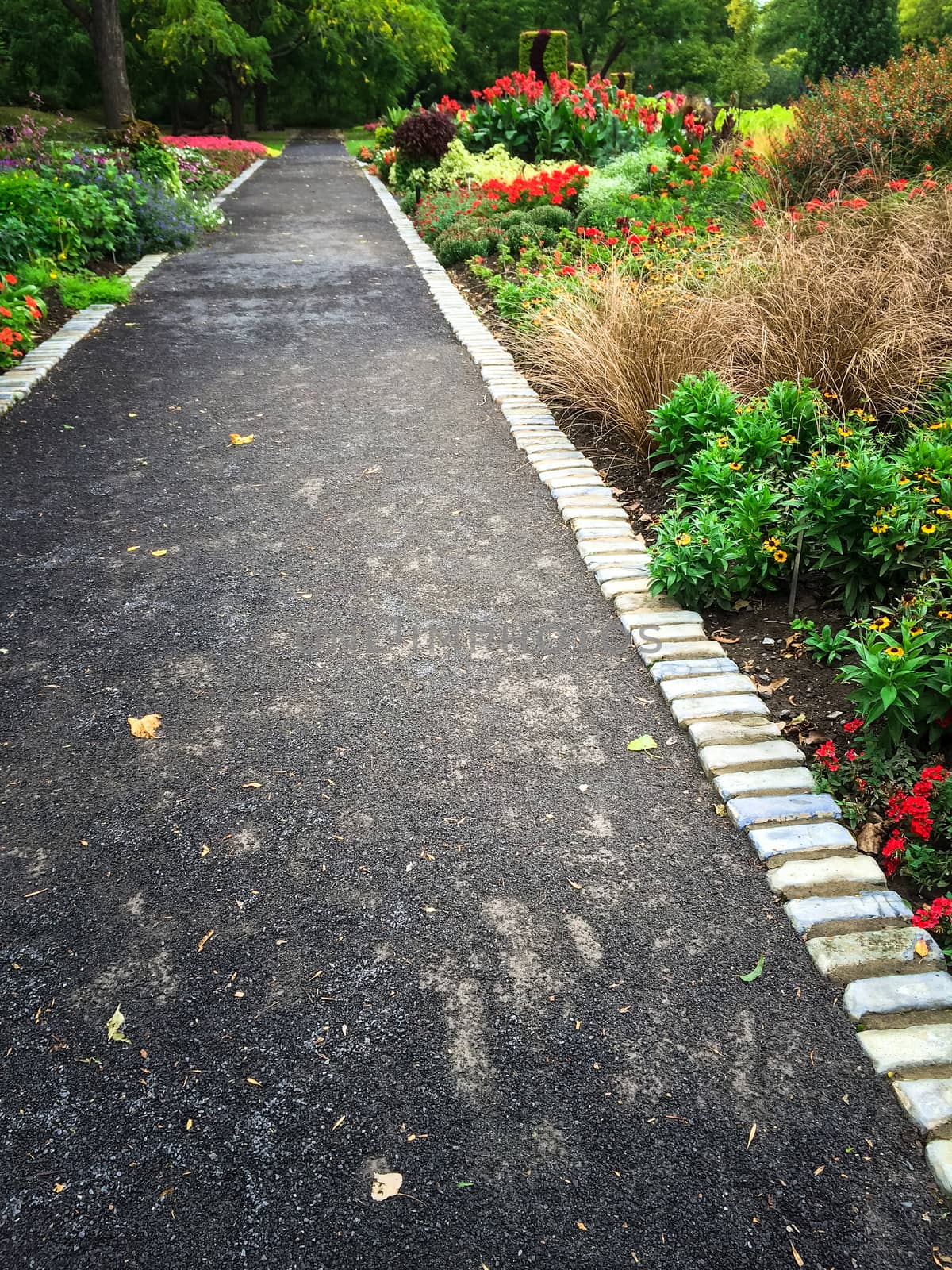 Path in a colorful summer garden by anikasalsera