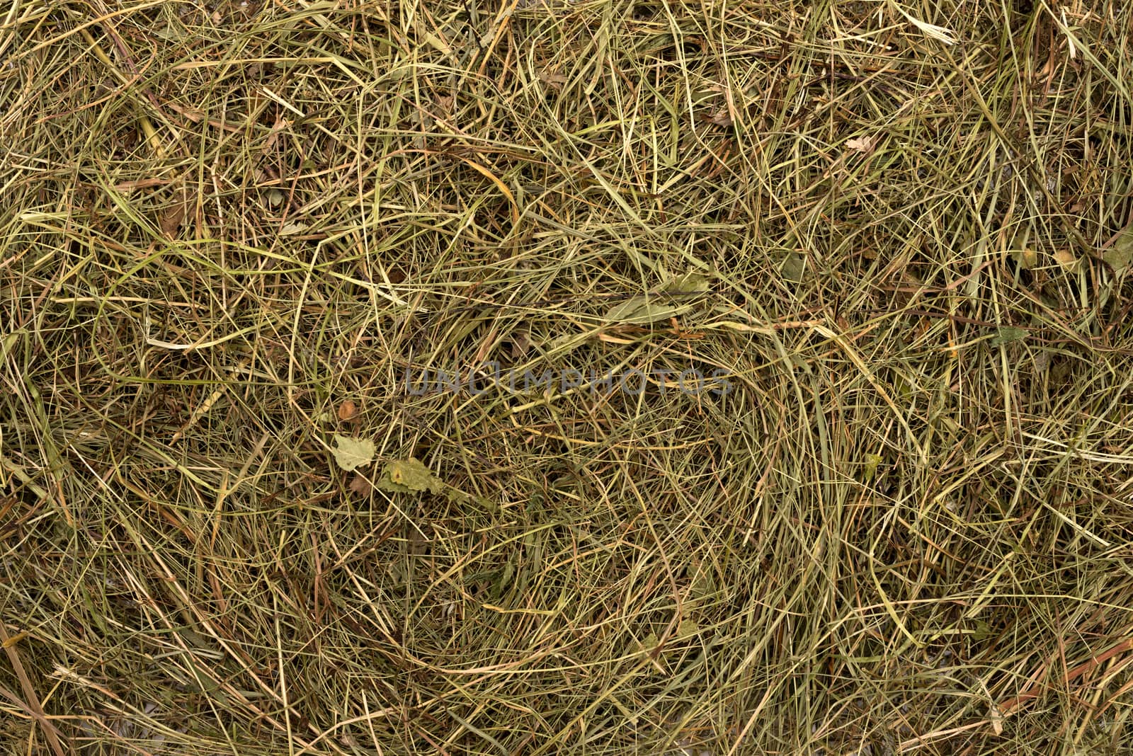 Golden hay texture background close-up