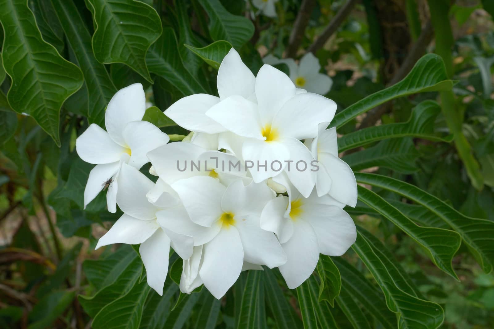 Branch of tropical white flowers frangipani (plumeria) on dark green leaves background