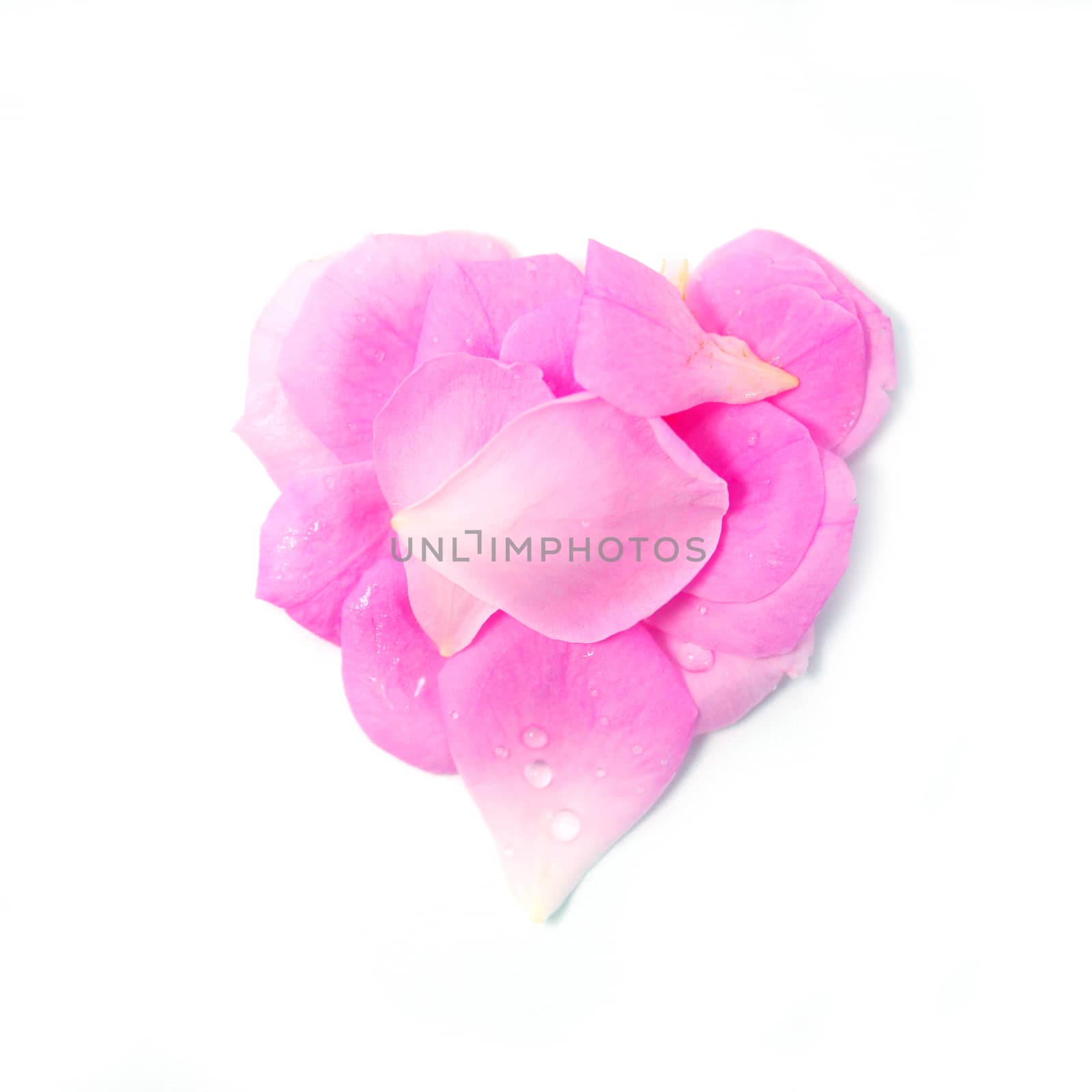 Beautiful Pink rose petals isolated on white by Noppharat_th
