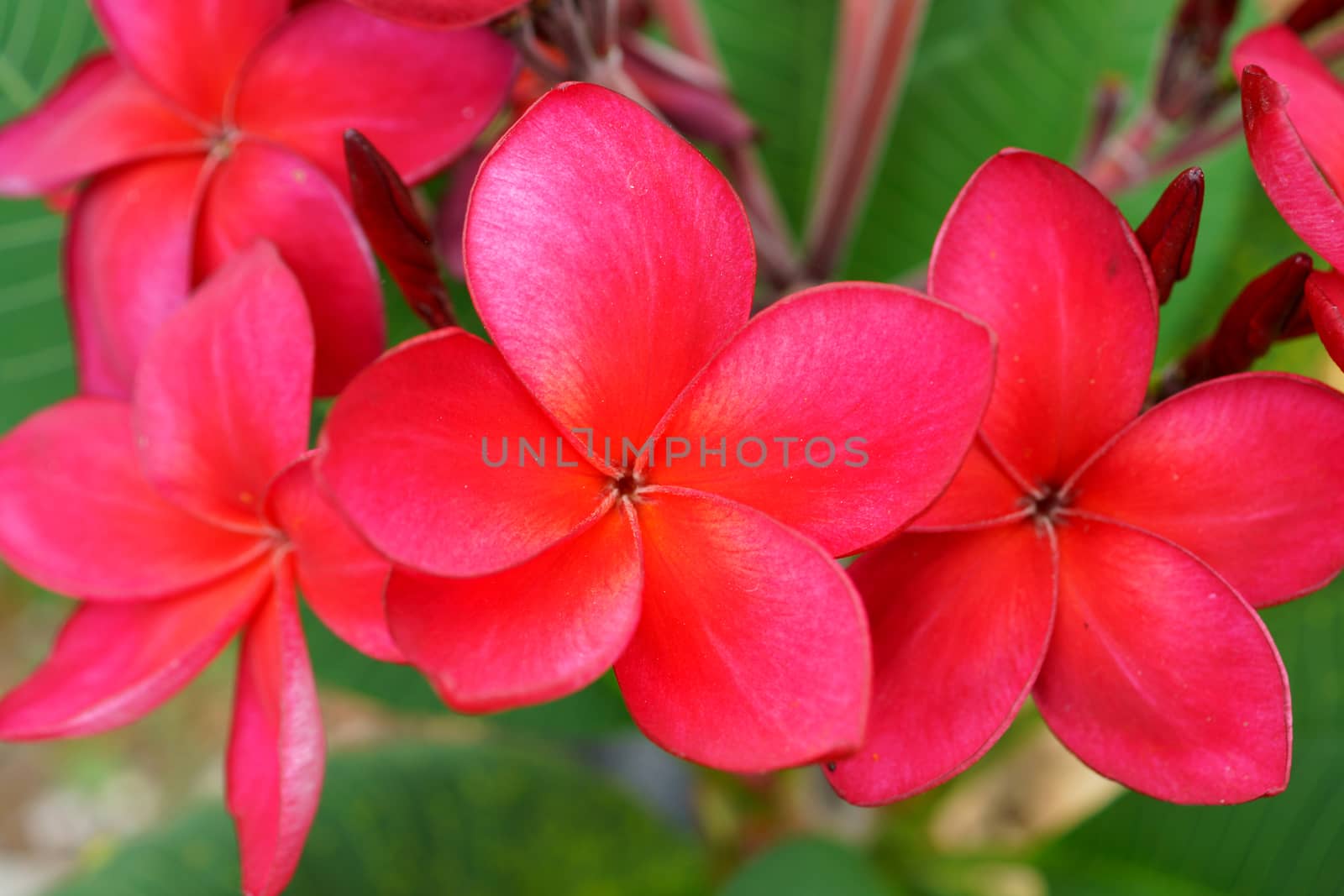 Branch of tropical red flowers frangipani (plumeria) on dark green leaves background