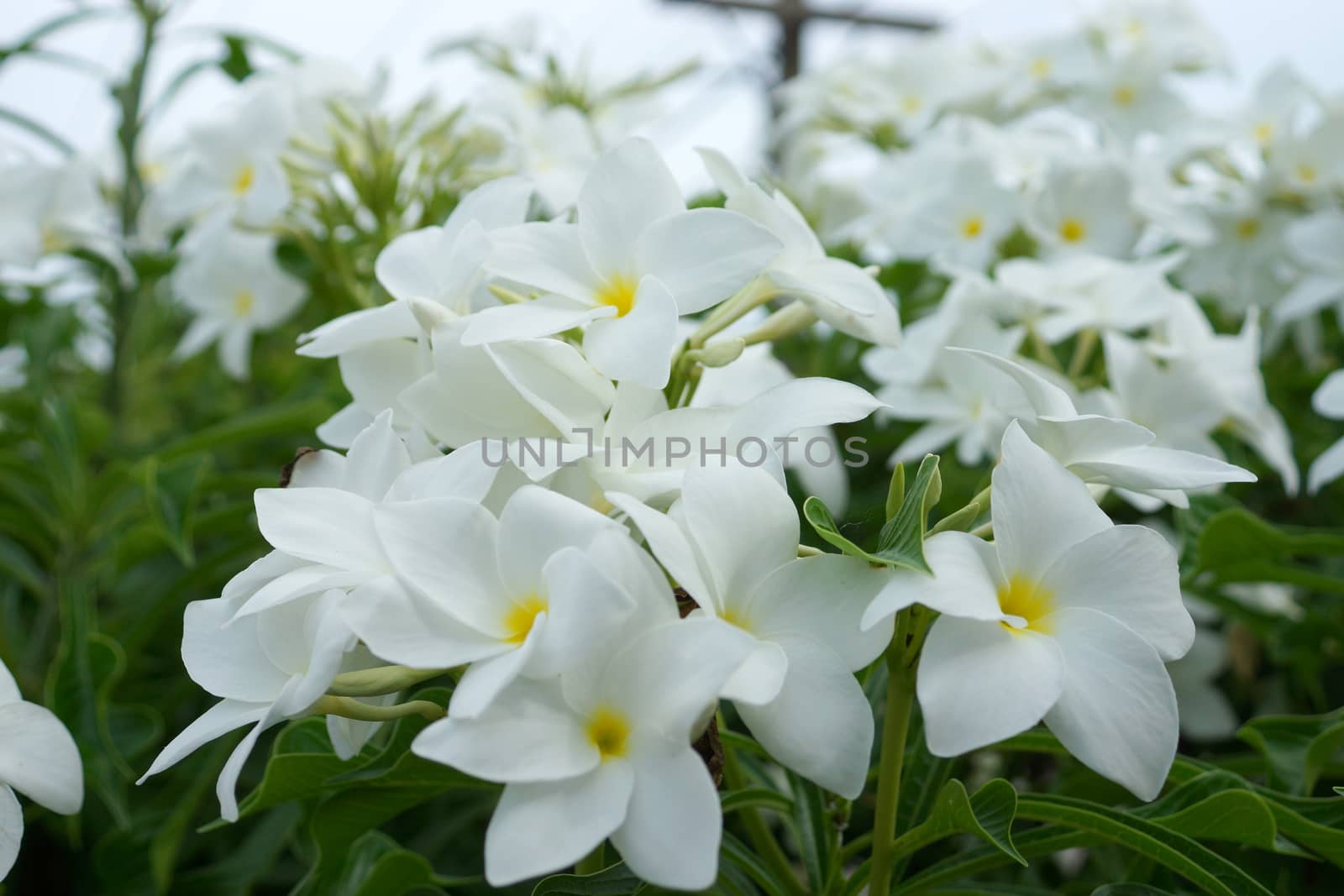 Branch of tropical white flowers frangipani (plumeria) on dark green leaves background