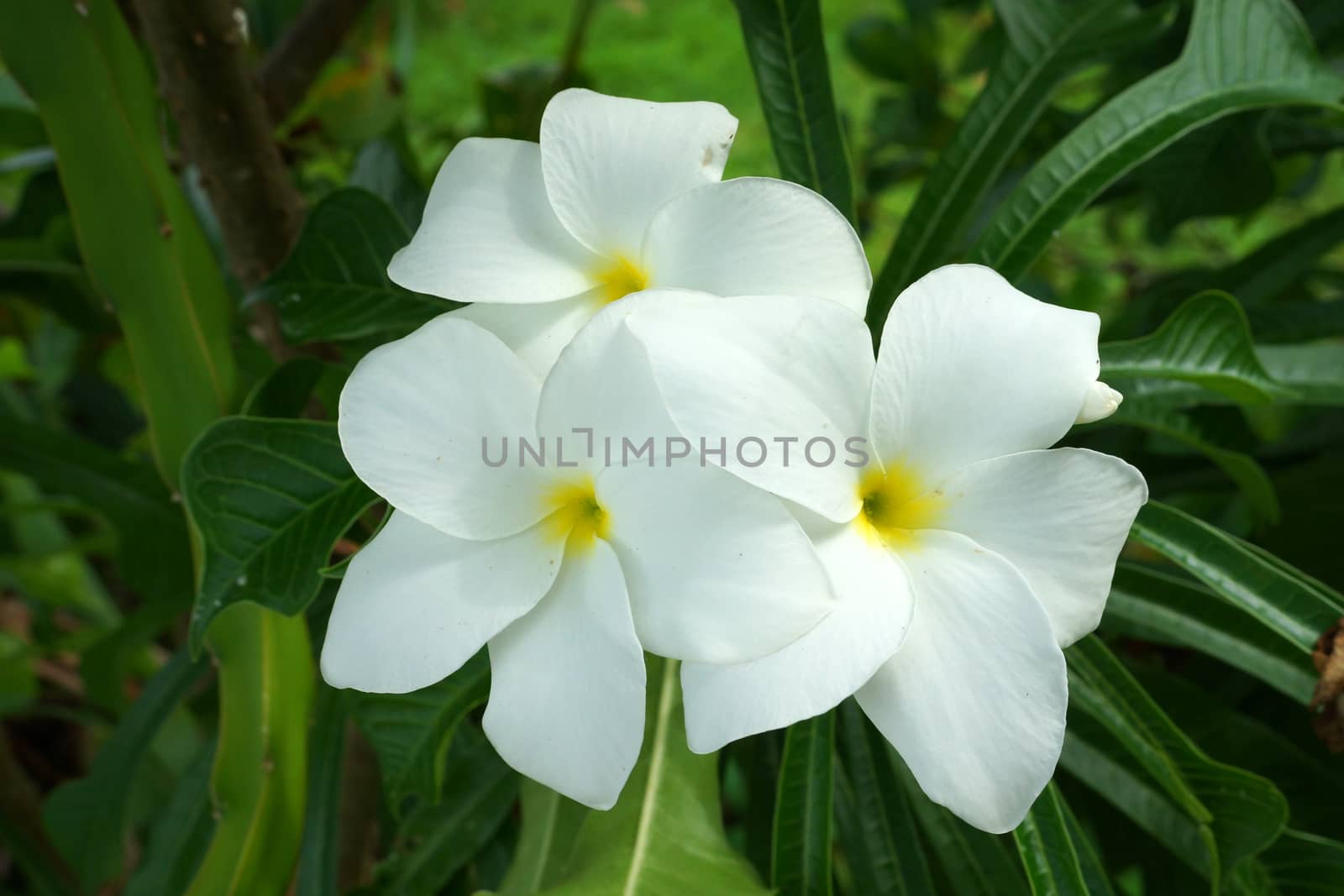 Branch of tropical white flowers frangipani (plumeria) on dark green leaves background