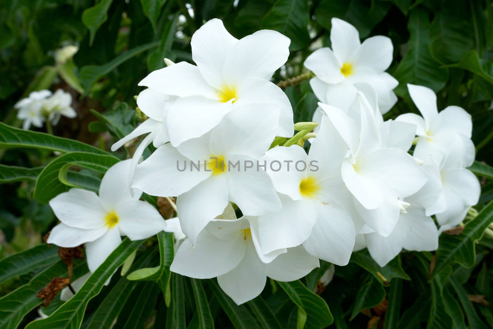 Branch of tropical white flowers frangipani (plumeria) on dark g by Noppharat_th