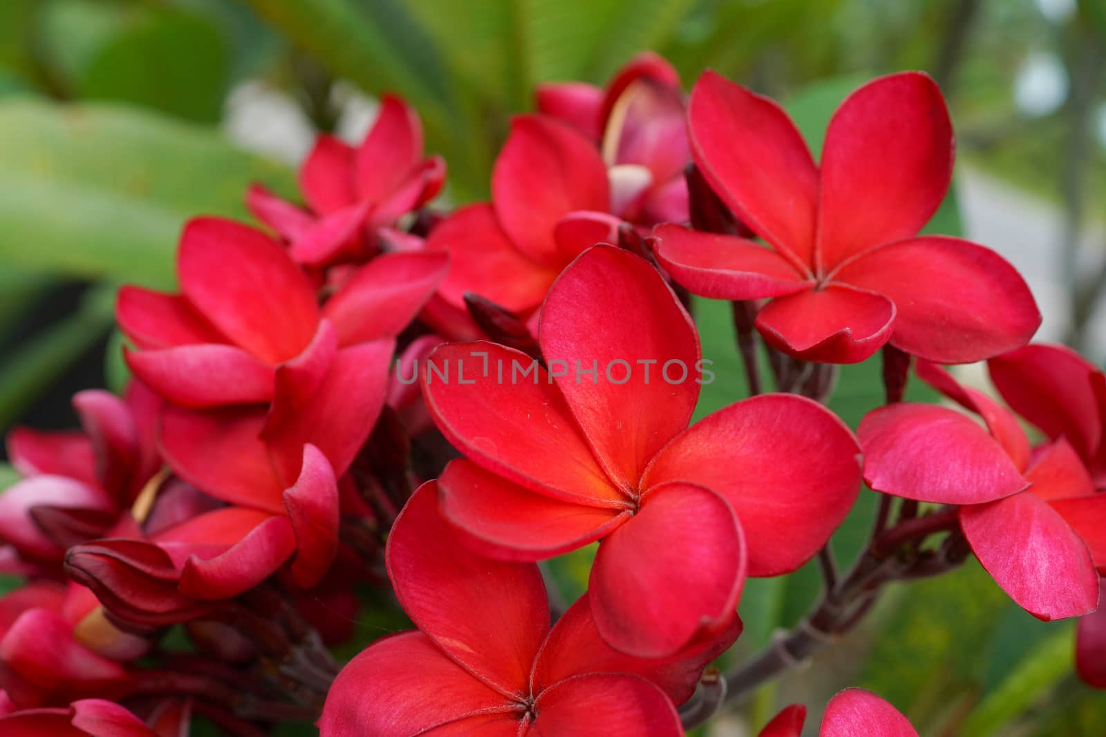 Branch of tropical red flowers frangipani (plumeria) on dark green leaves background