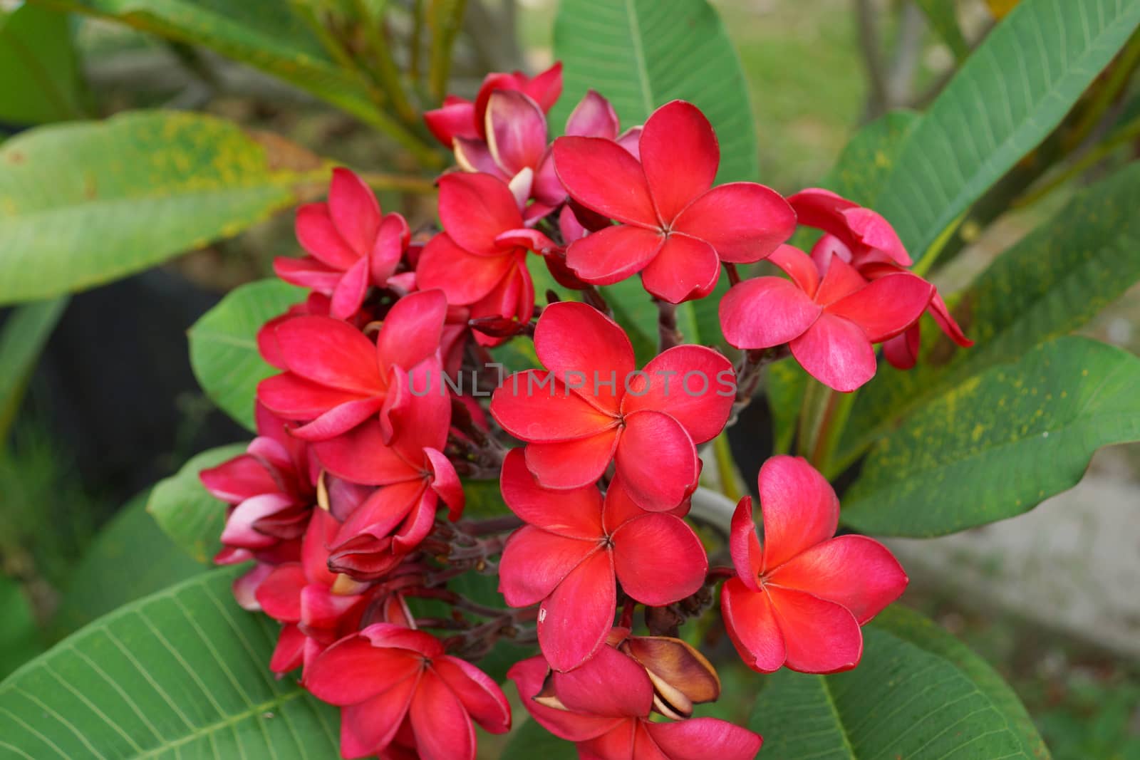 Branch of tropical red flowers frangipani (plumeria) on dark gre by Noppharat_th