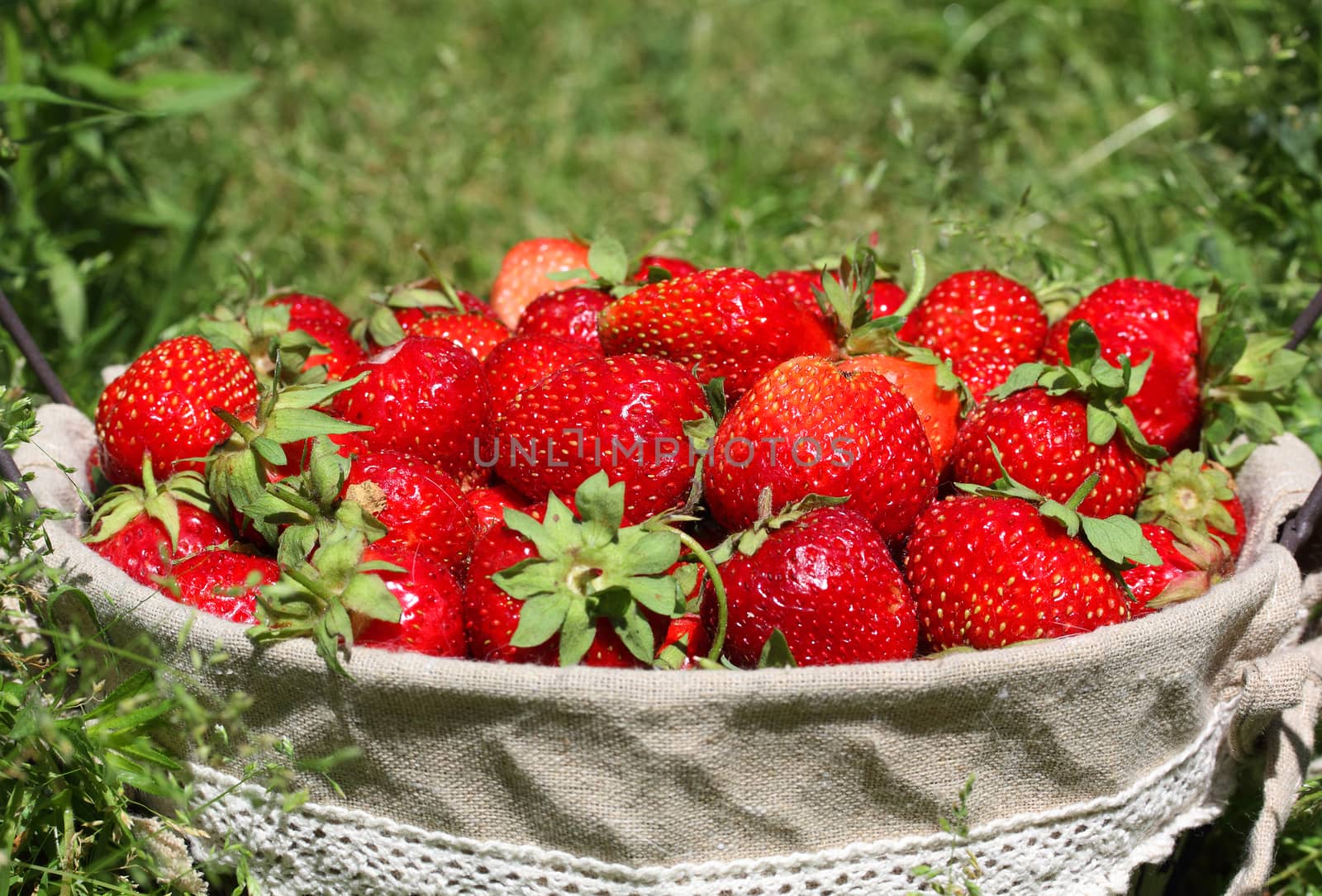 fresh, juicy and healthy strawberries, on green background