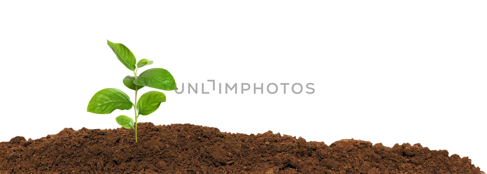 small green seedling in the ground, isolated by kav777