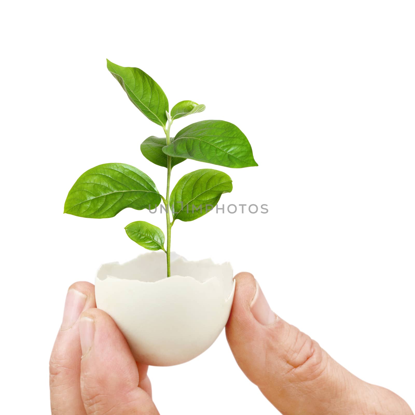 young green plant in an eggshell by kav777