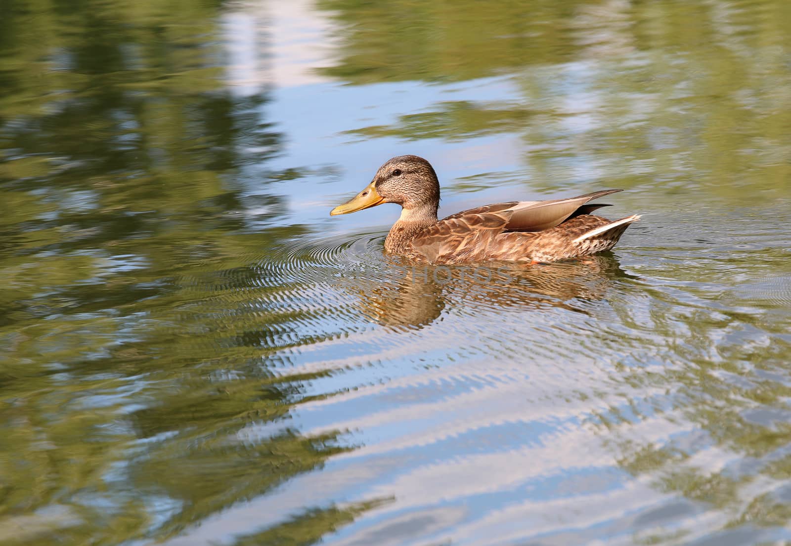 Portrait of a females of duck on the water by kav777