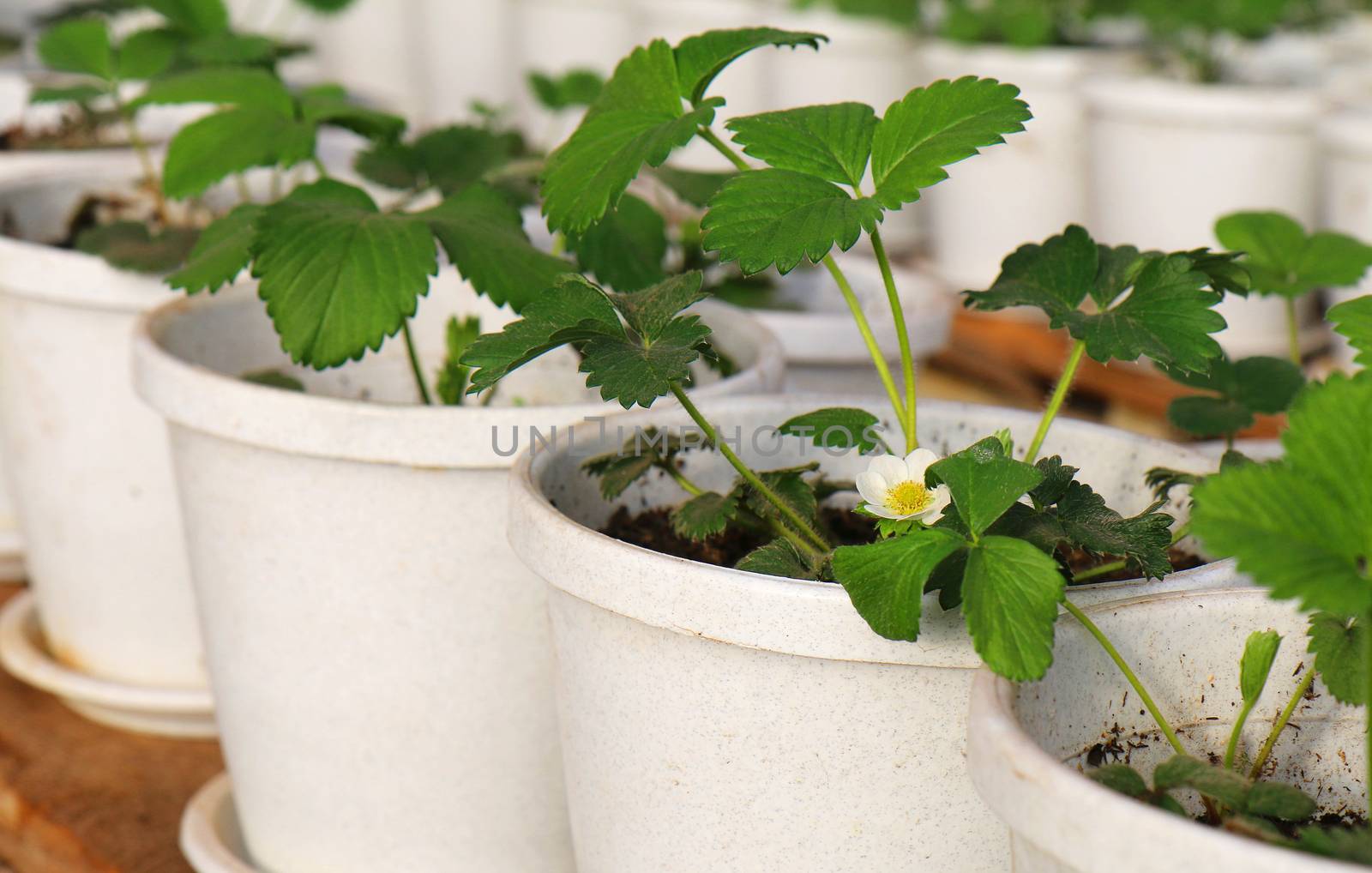 Strawberry plant growing in flower pot 