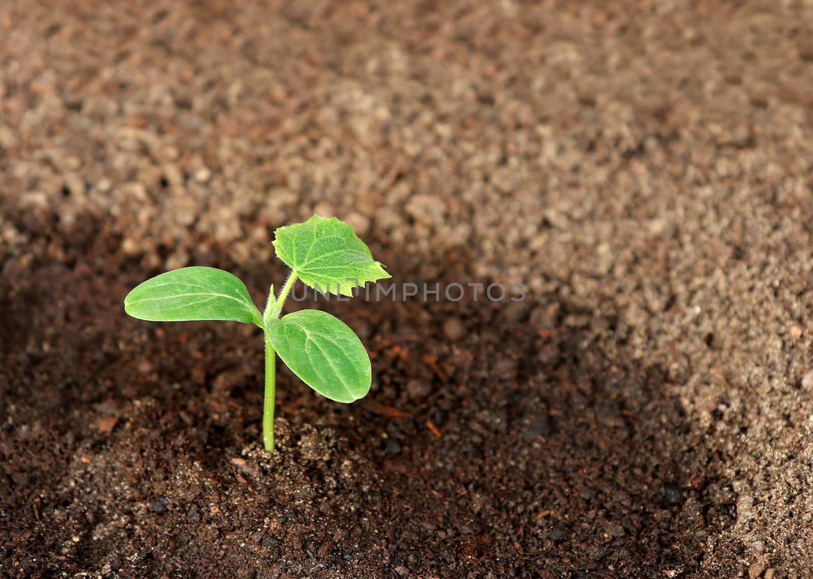 A cucumber seedling in the ground, closeup
