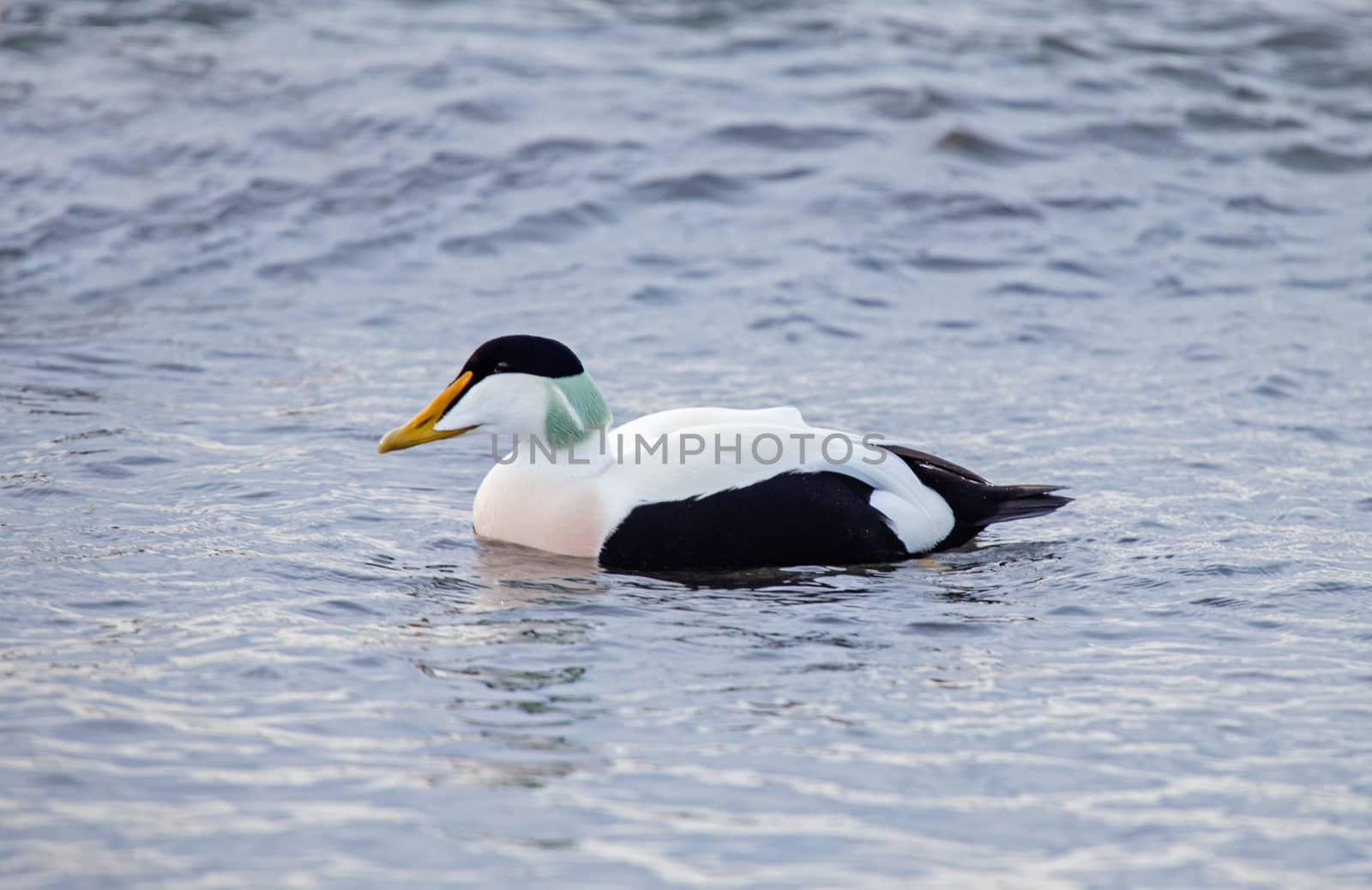 Common eider by thomas_males