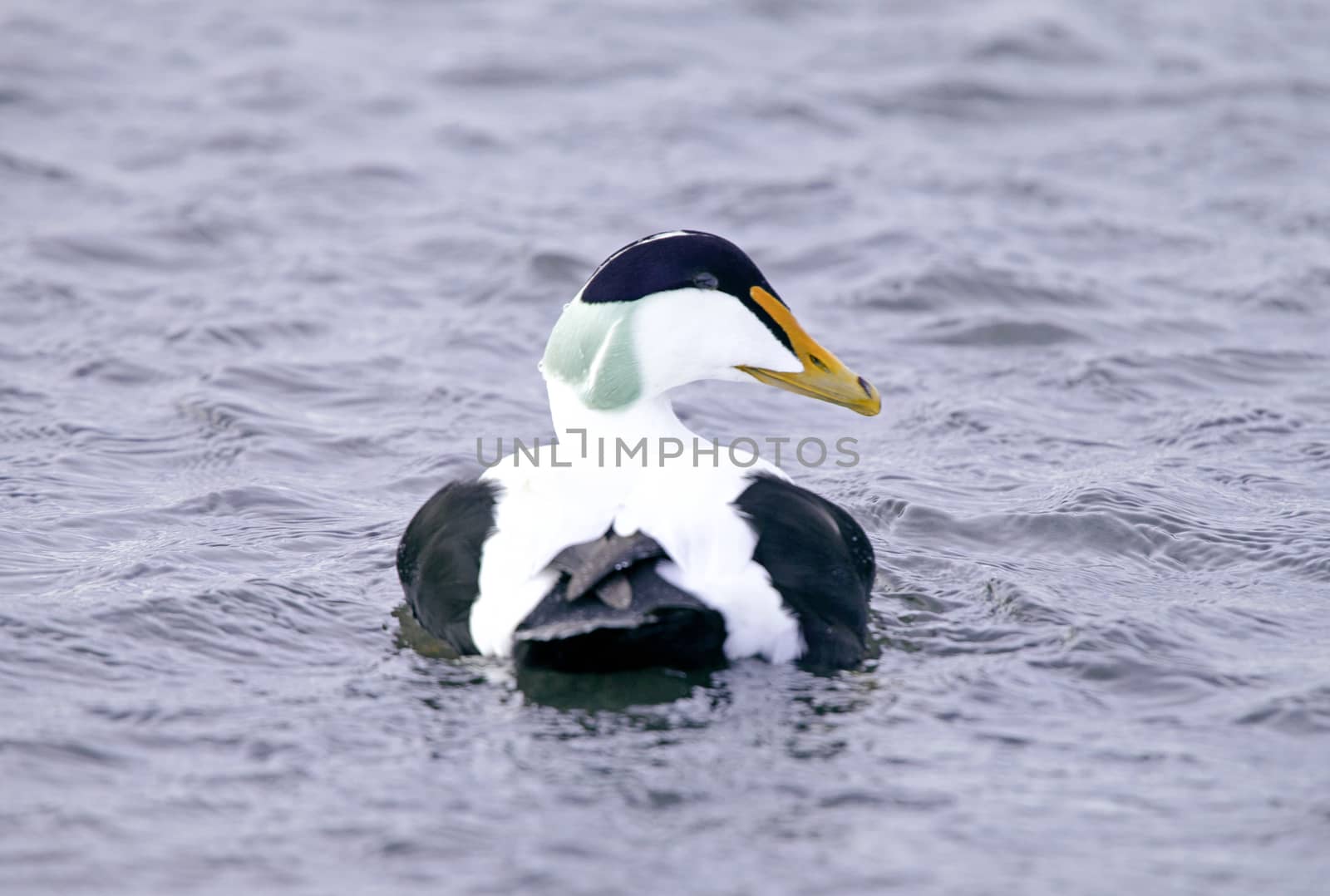 Common eider by thomas_males