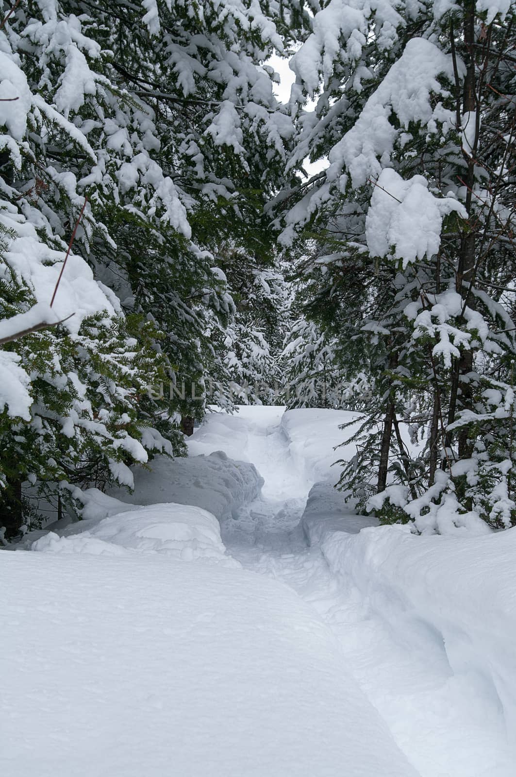 Snowshoe trail in the woods in New Brunswick