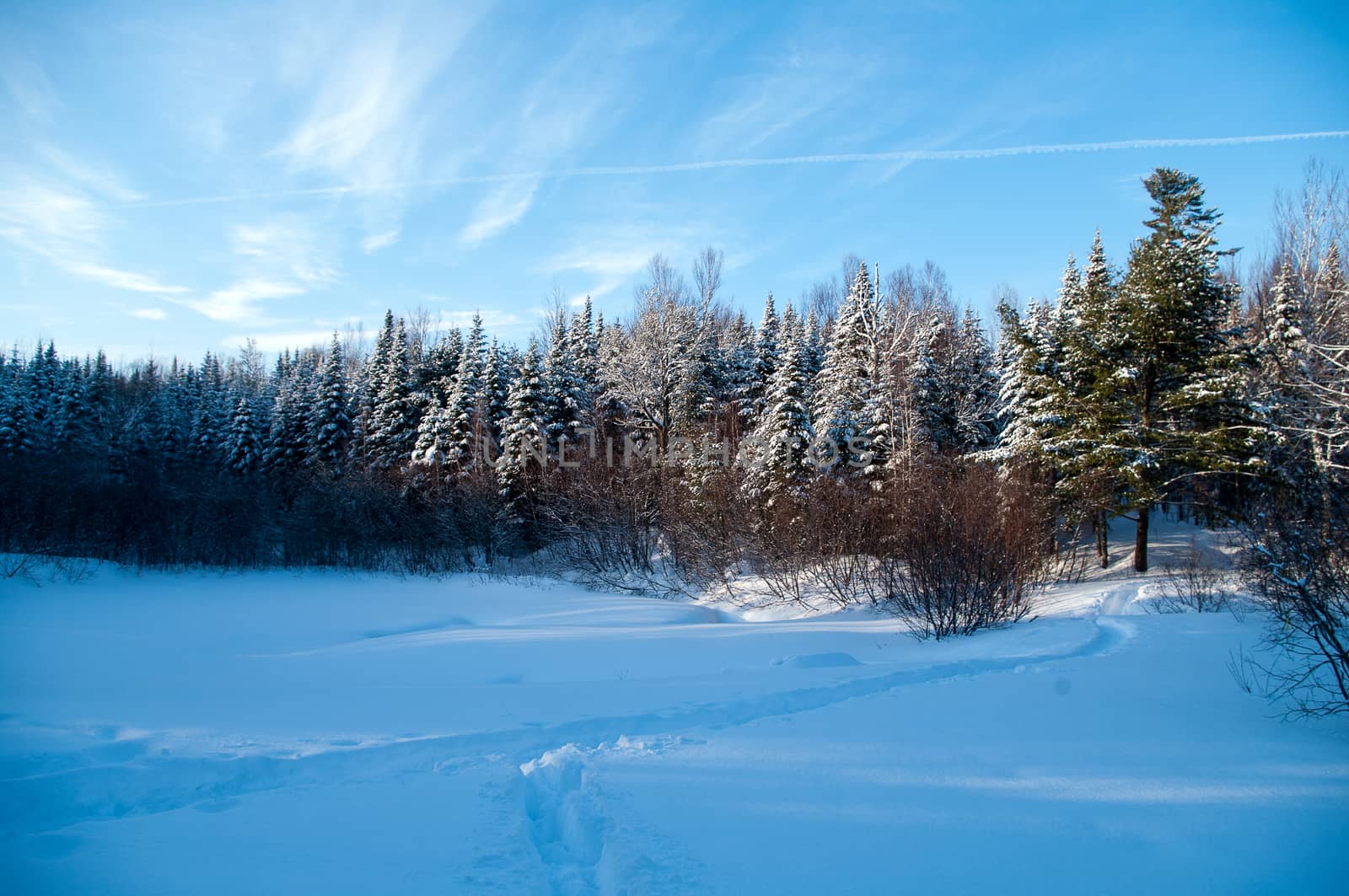Winter woodline  by edcorey