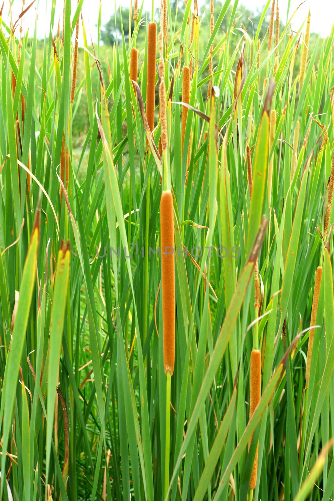 Flower of Thai papyrus (Typha angustifolia)