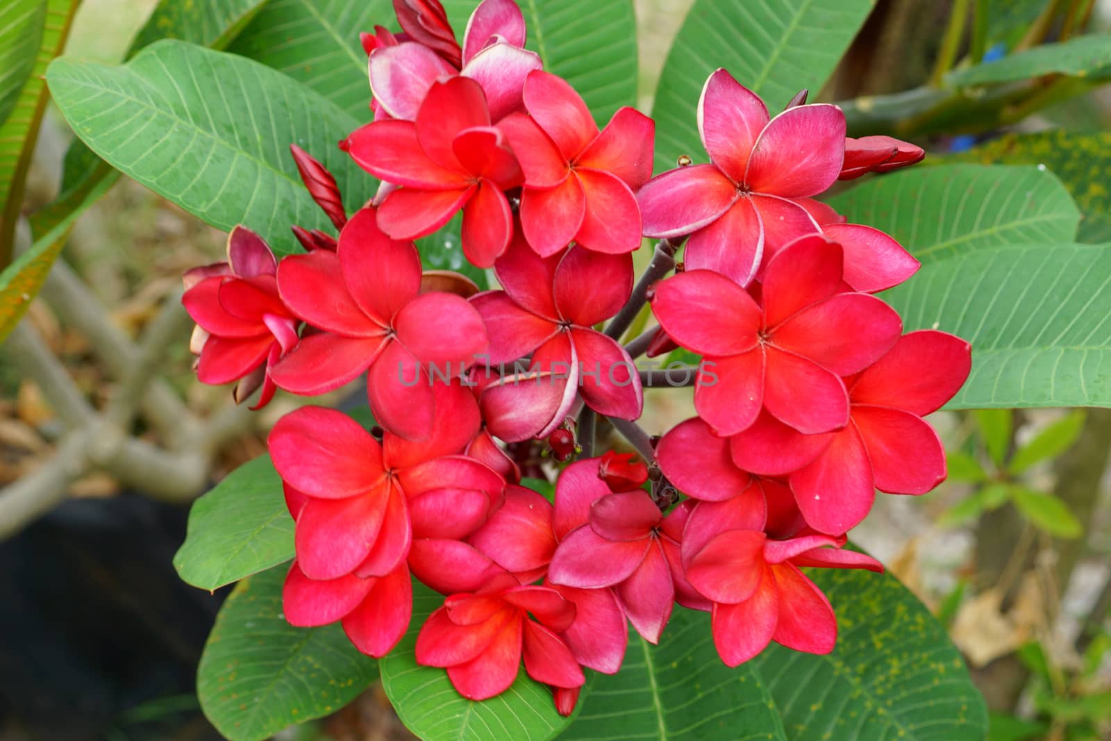 Branch of tropical red flowers frangipani (plumeria) on dark green leaves background