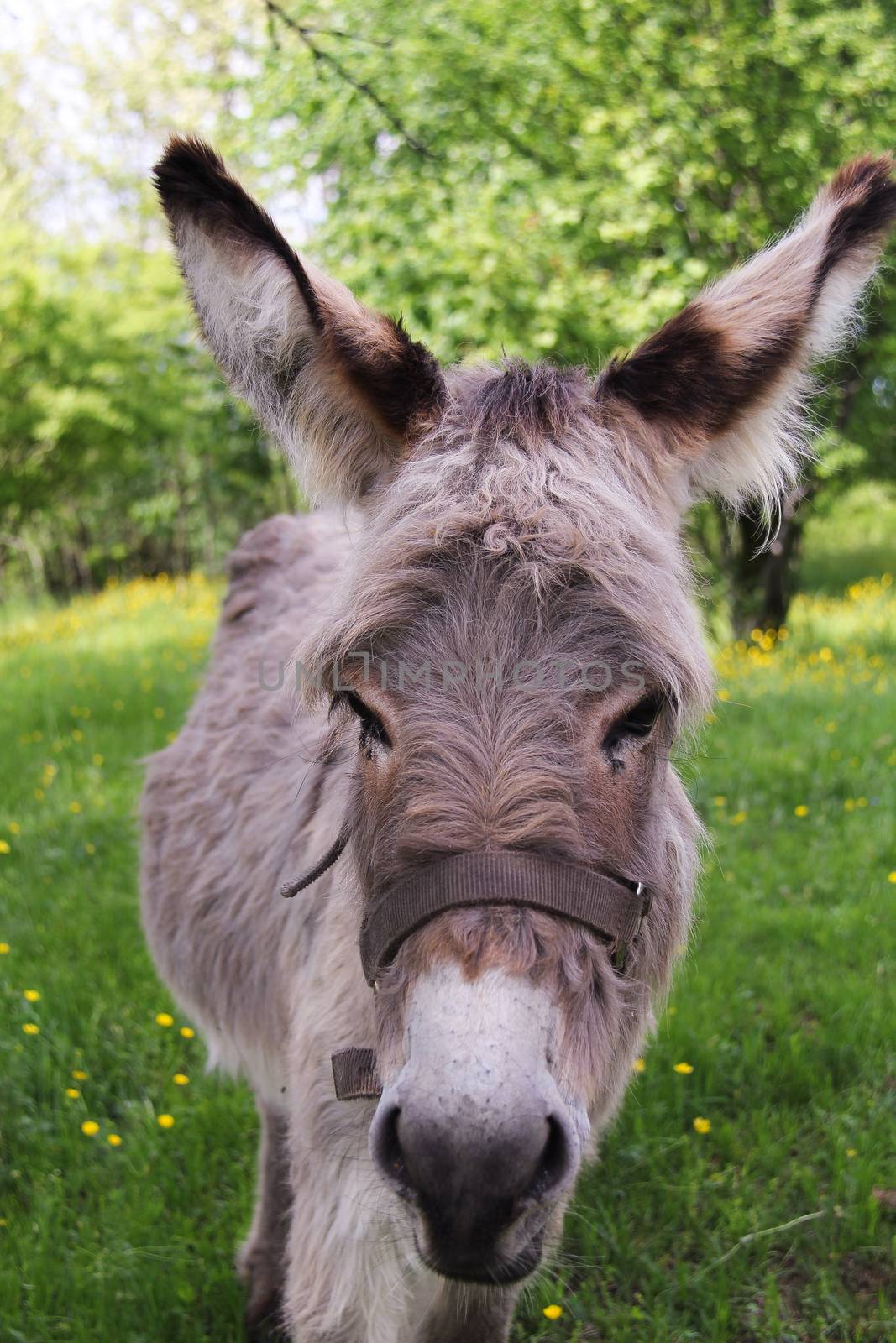 portrait of the donkey