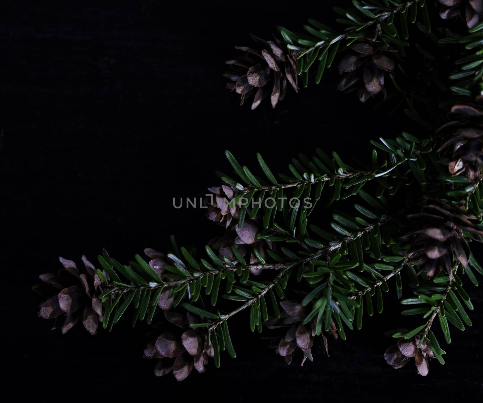 Pine bough with pine cones on black wood background